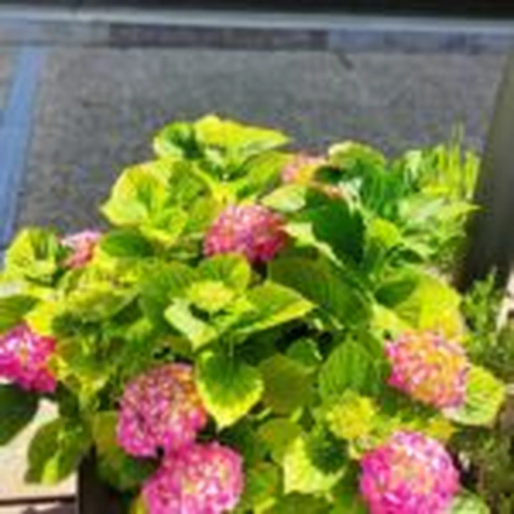 hortensia-3-zalfonada-min-150x150.jpg