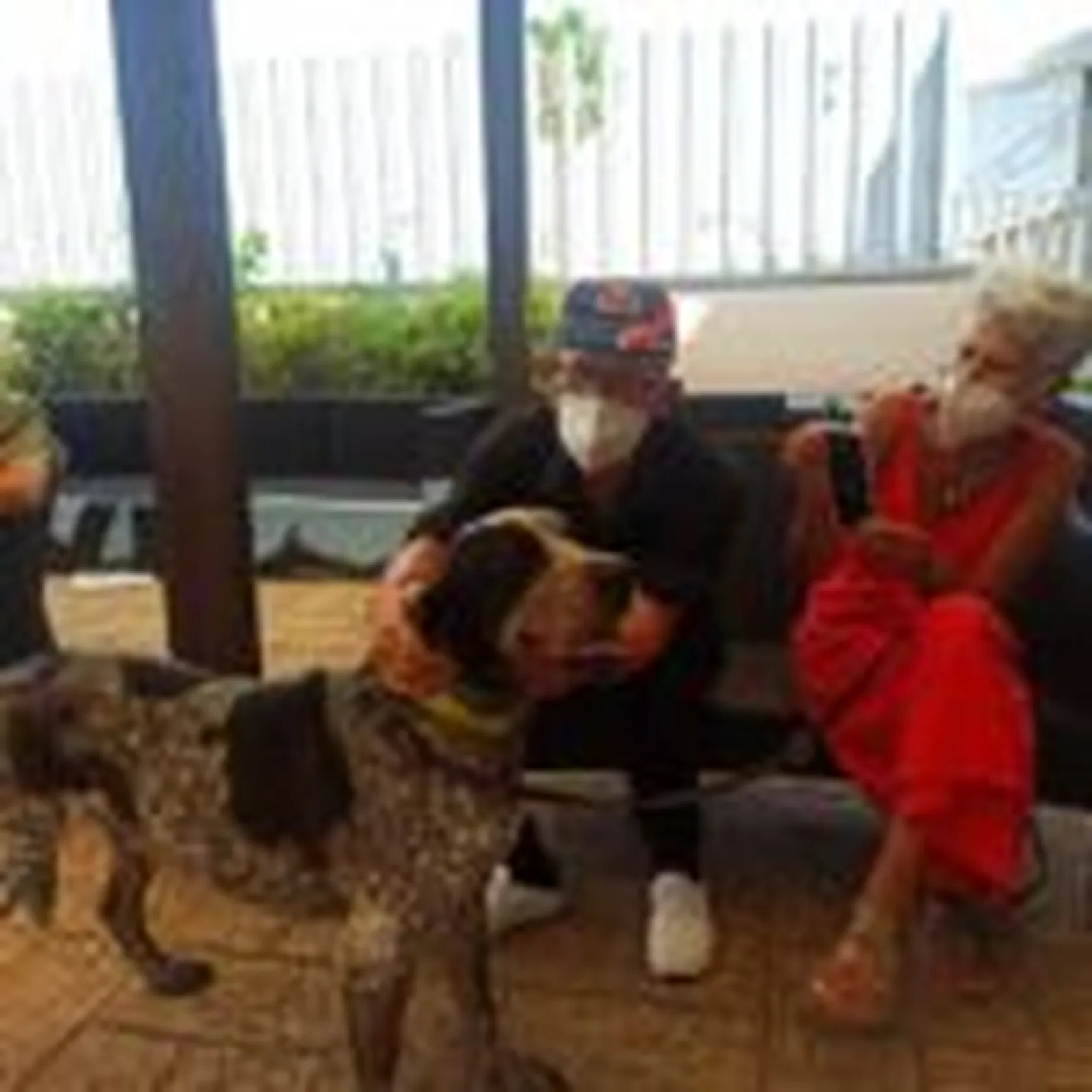 perro2-150x150.jpg
