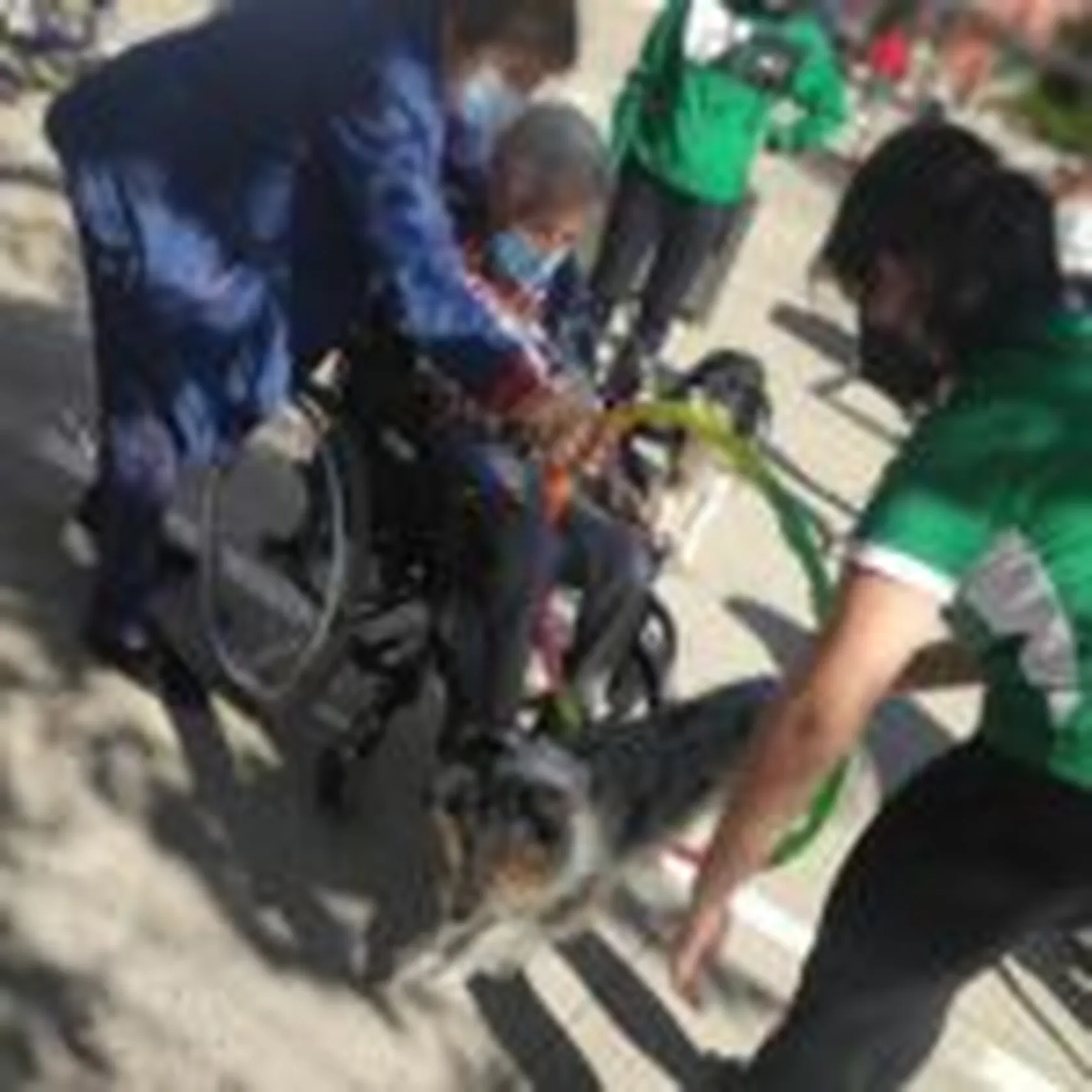 DIA-MUNDIAL-DE-LOS-ANIMALES-DOMUSVI-VALDEMORO-2-150x150.jpg