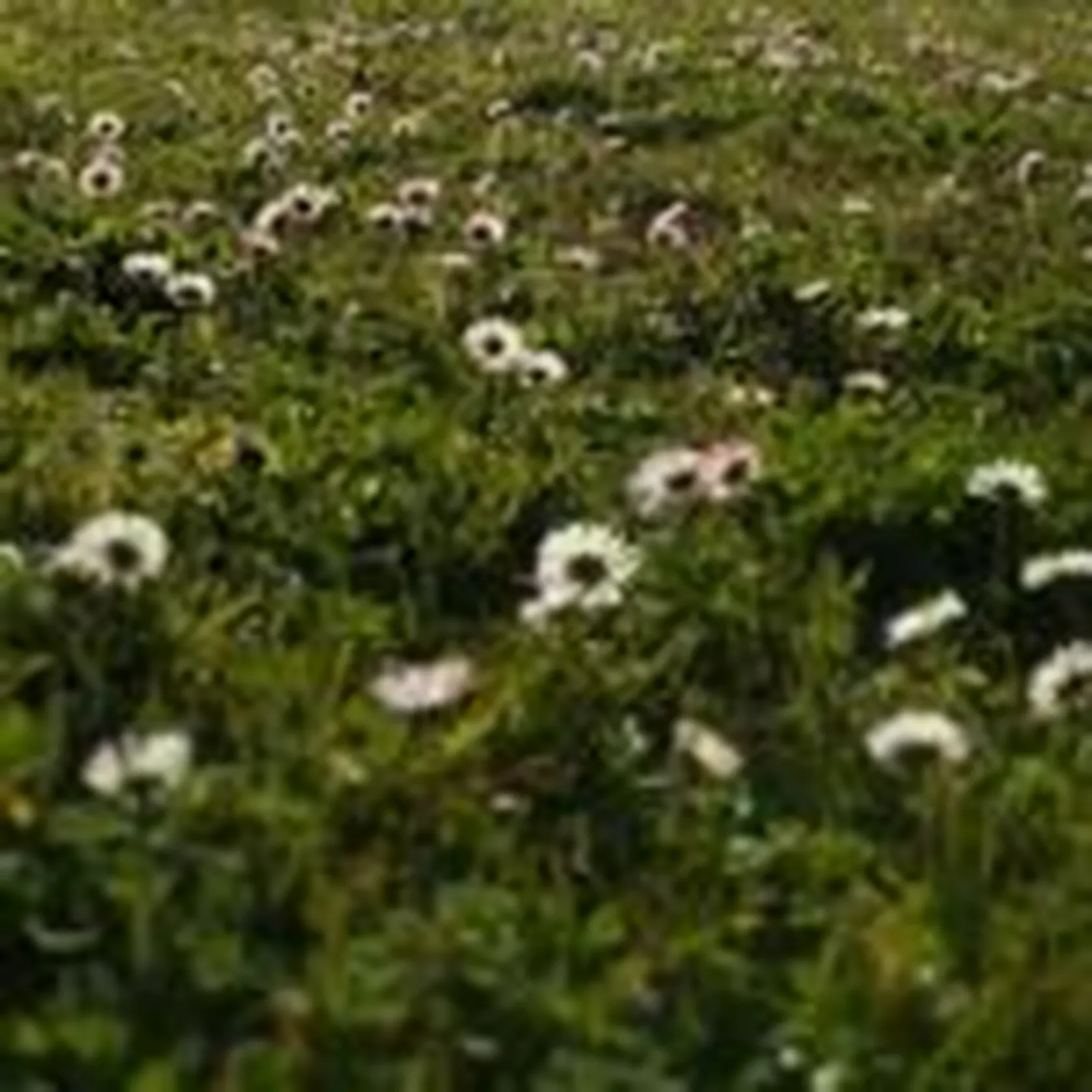 Domusvilugoprimavera1-1-150x150.jpg