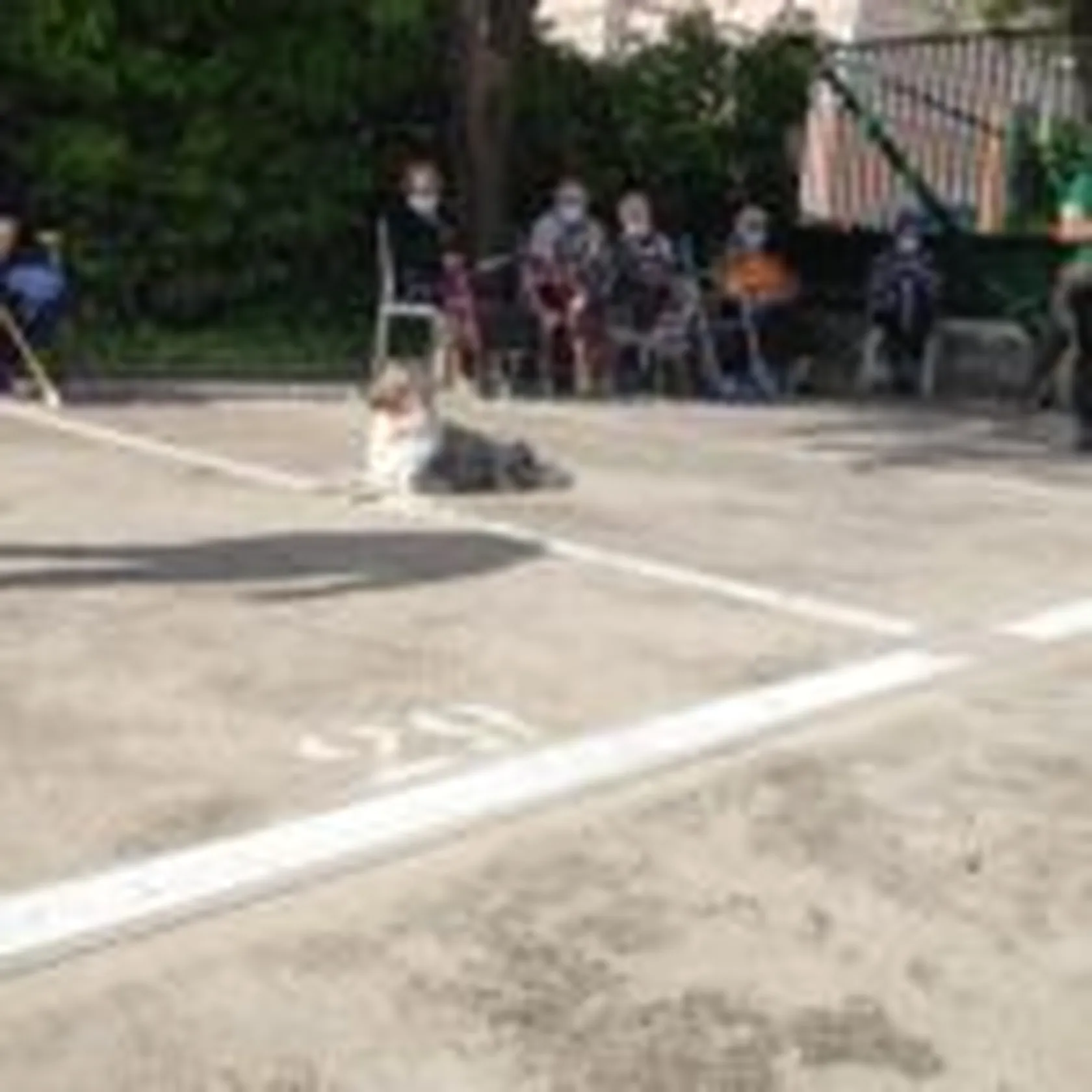 DIA-MUNDIAL-DE-LOS-ANIMALES-DOMUSVI-VALDEMORO-4-150x150.jpg