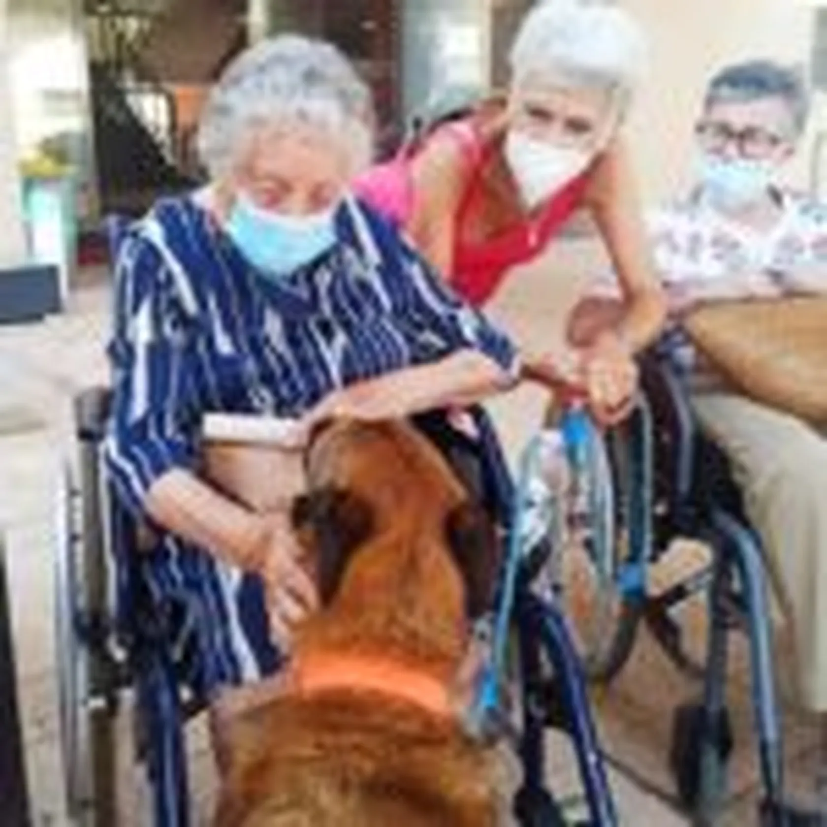 perro3-150x150.jpg