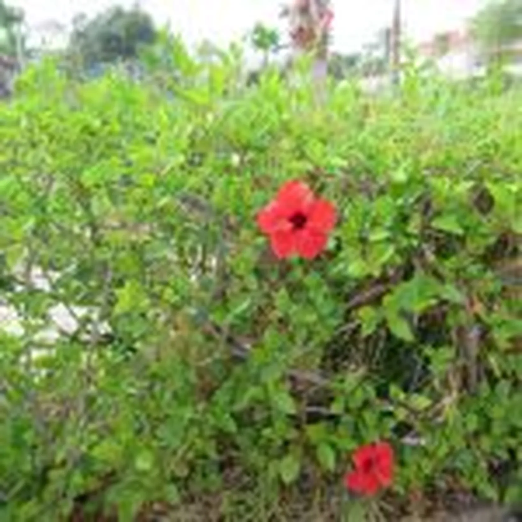 Amparo-2-150x150.jpg