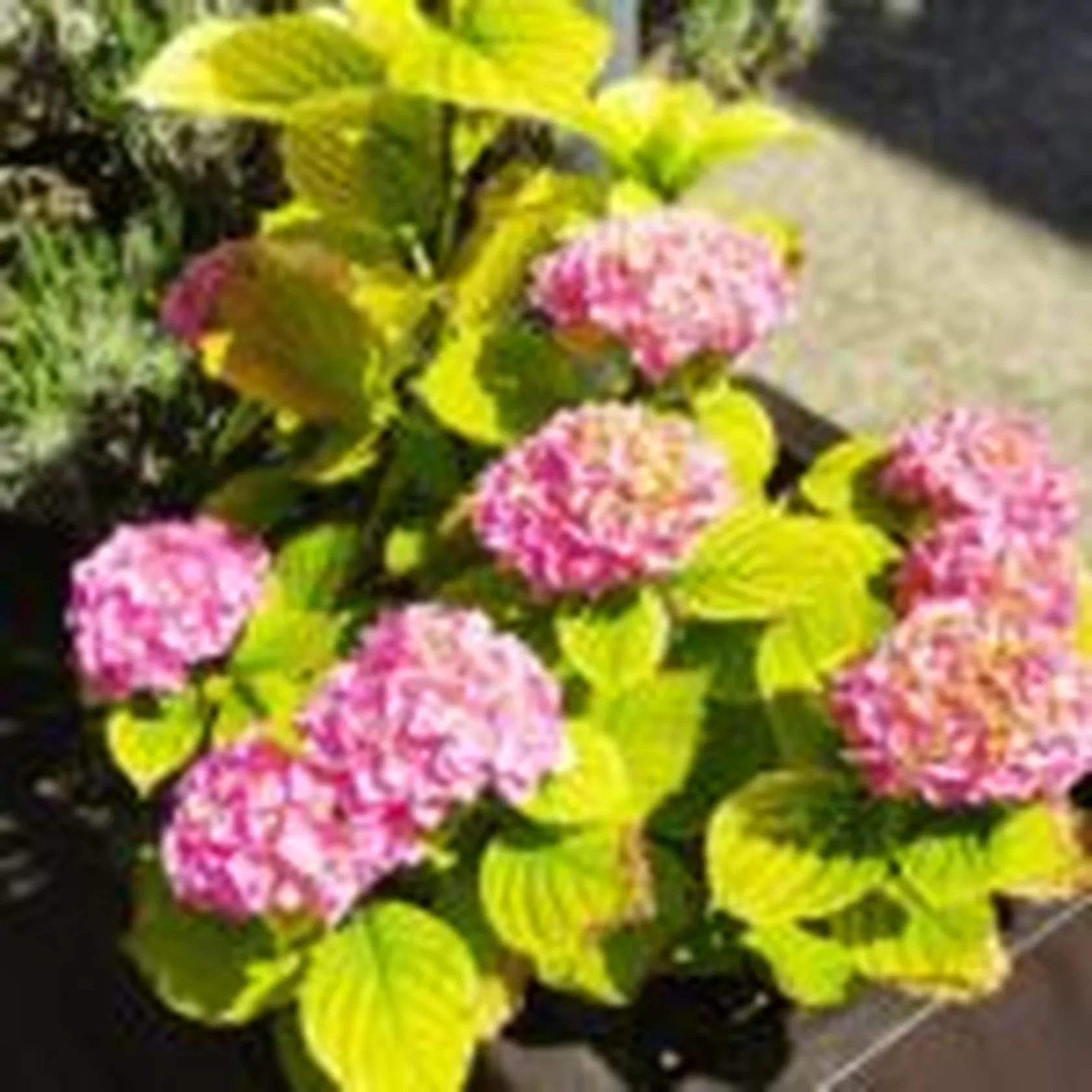hortensia-1-zalfonada-min-150x150.jpg