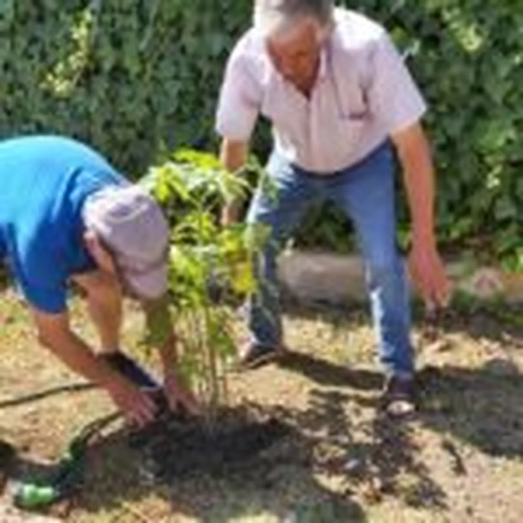 papaya-montealto3-150x150.jpg