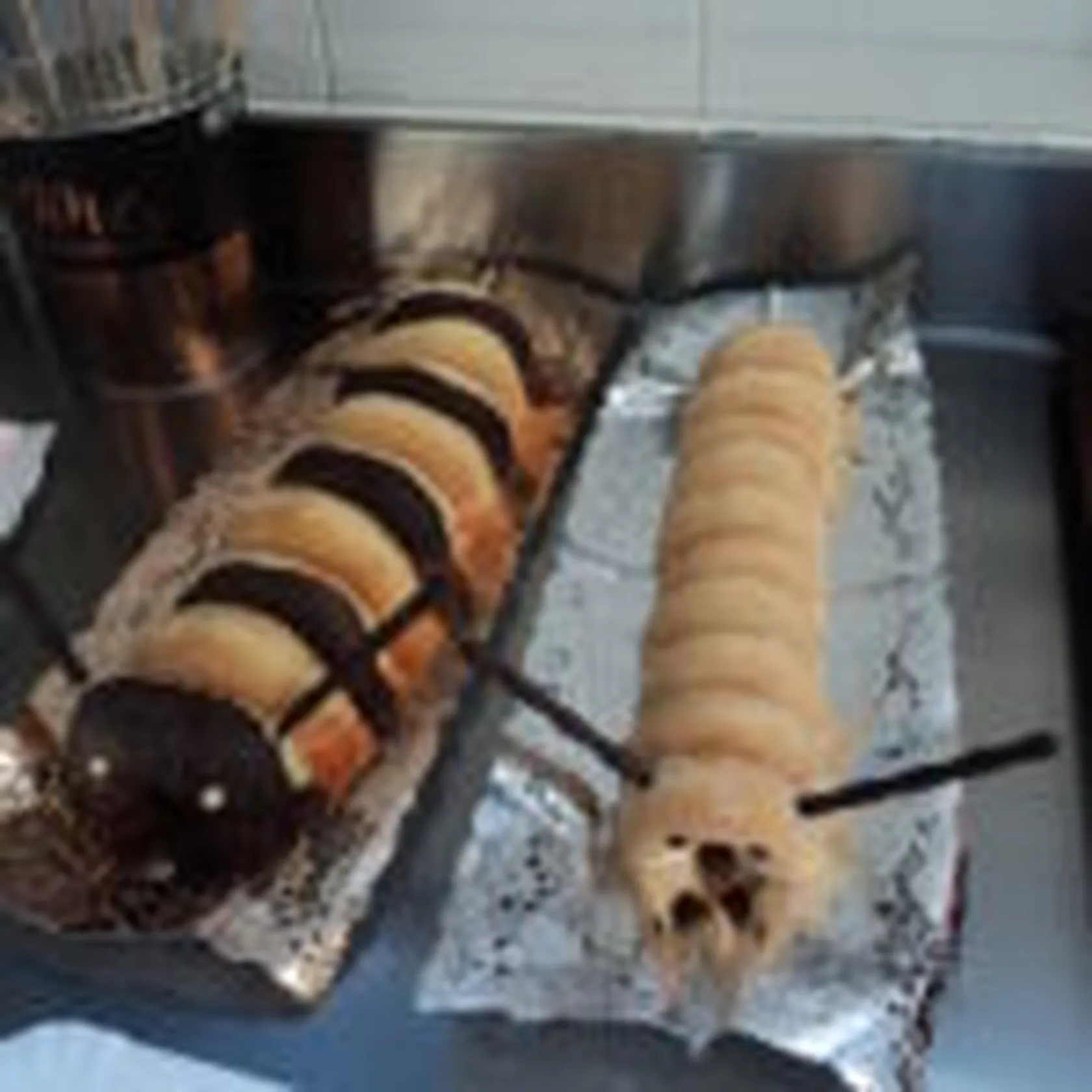 DSC07307-150x150.jpg