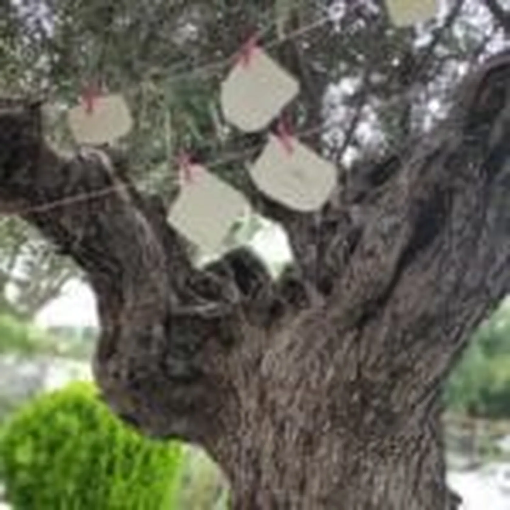 DomusVi-Valdemoro-arbol-de-los-recuerdos-3-150x150.jpg