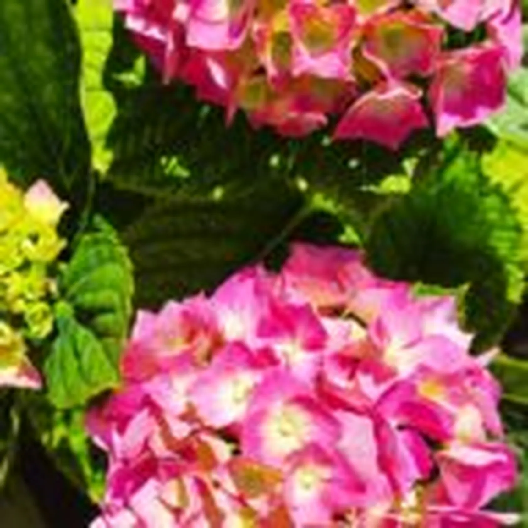 hortensia-2-zalfonada-min-150x150.jpg