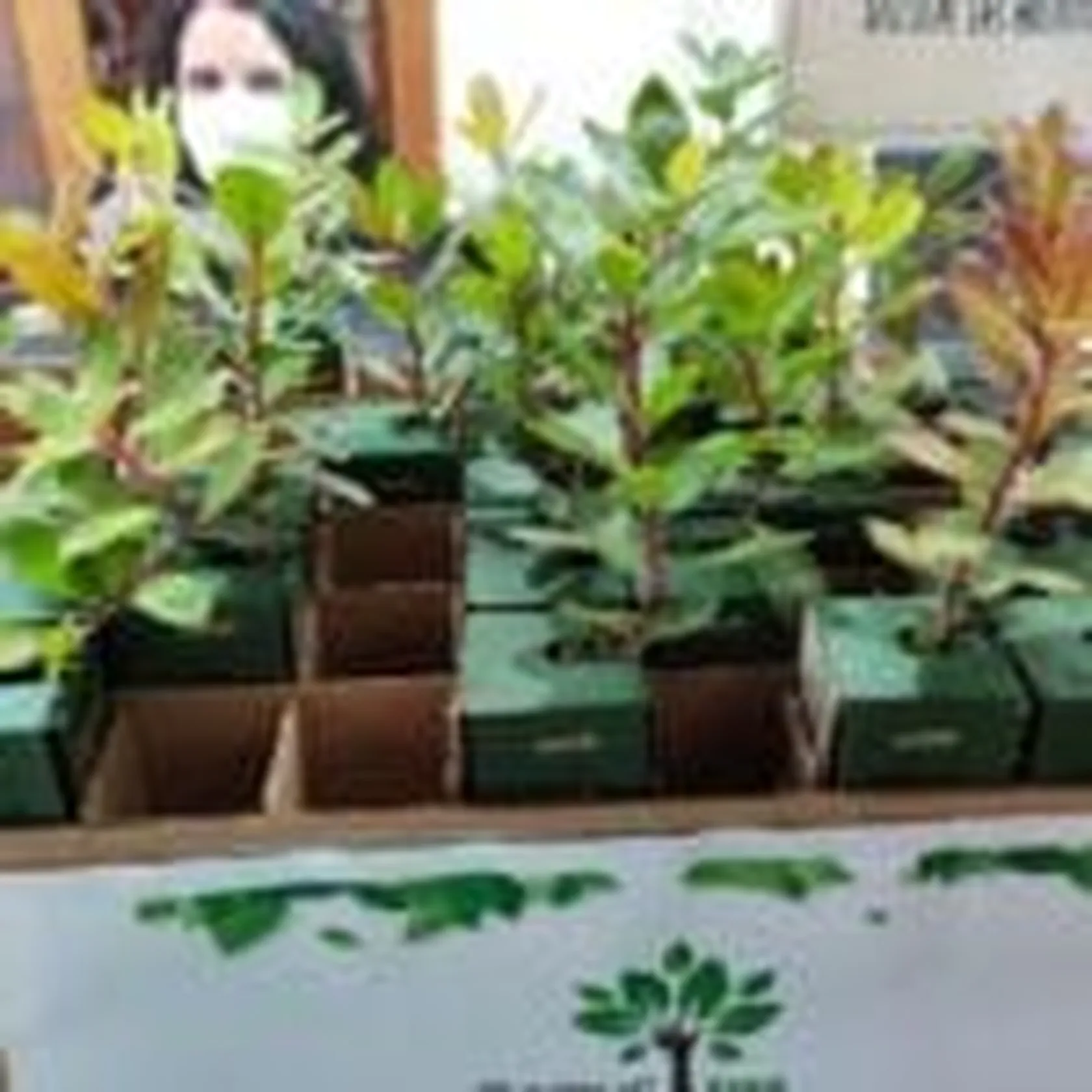 DomusTree-12-150x150.jpg