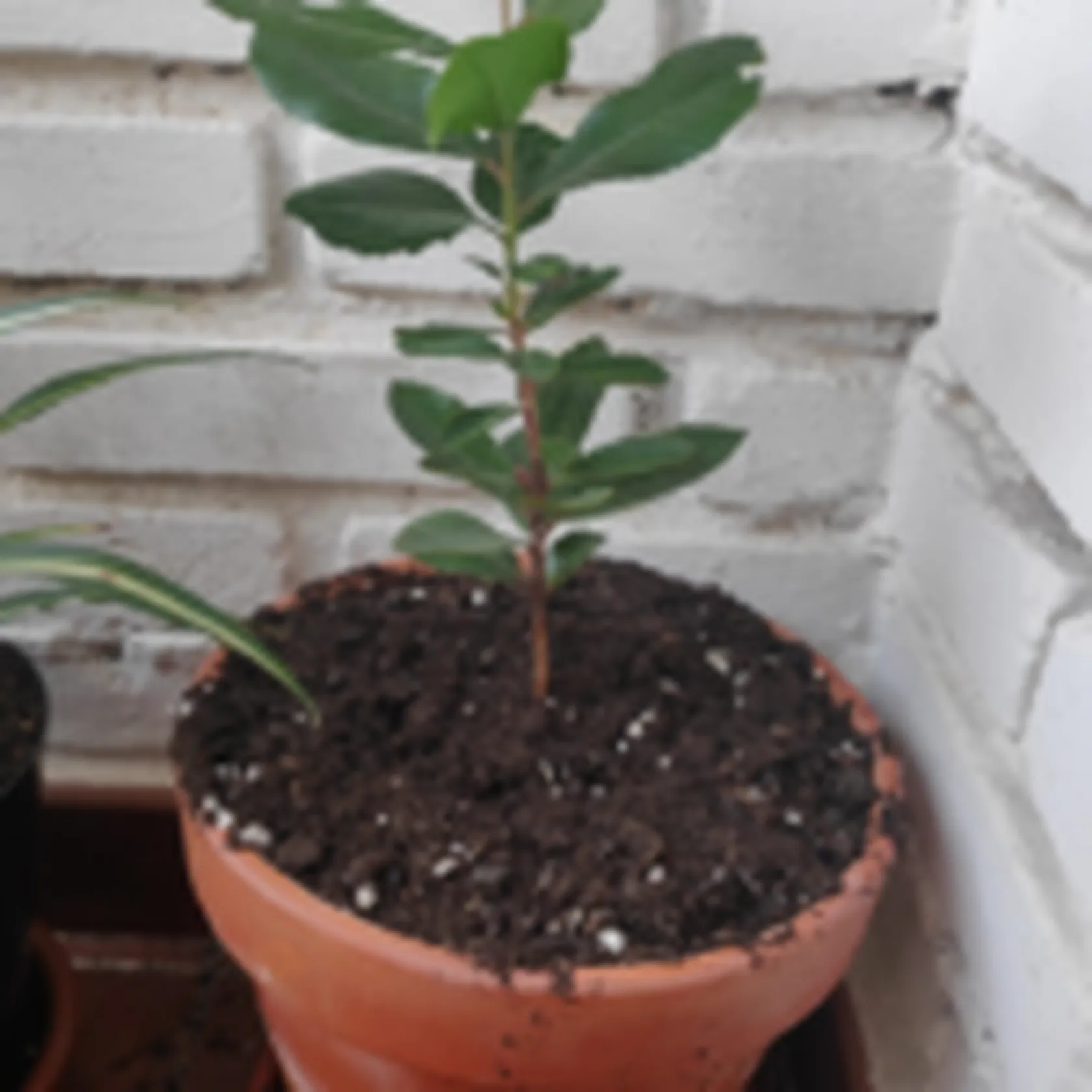 DOMUS-TREE-DOMUSVI-VALDEMORO-1-150x150.png