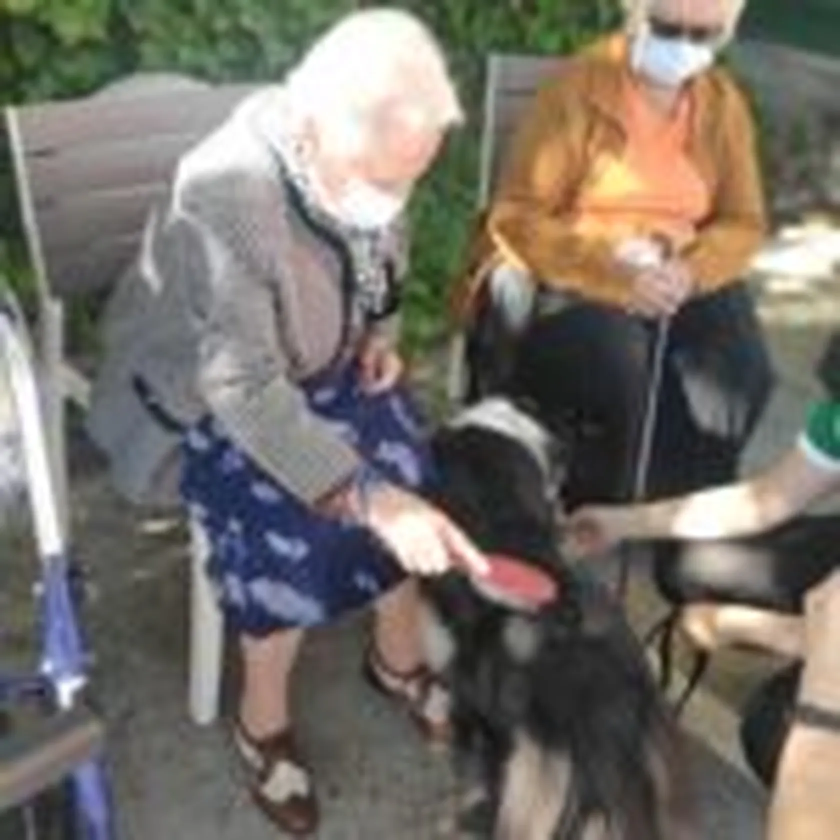 DIA-MUNDIAL-DE-LOS-ANIMALES-DOMUSVI-VALDEMORO-1-150x150.jpg