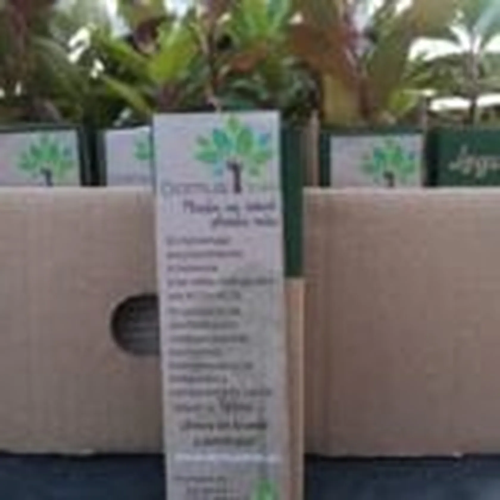 DomusVi-Valdemoro-planta-un-árbol-planta-una-vida-2-150x150.jpg