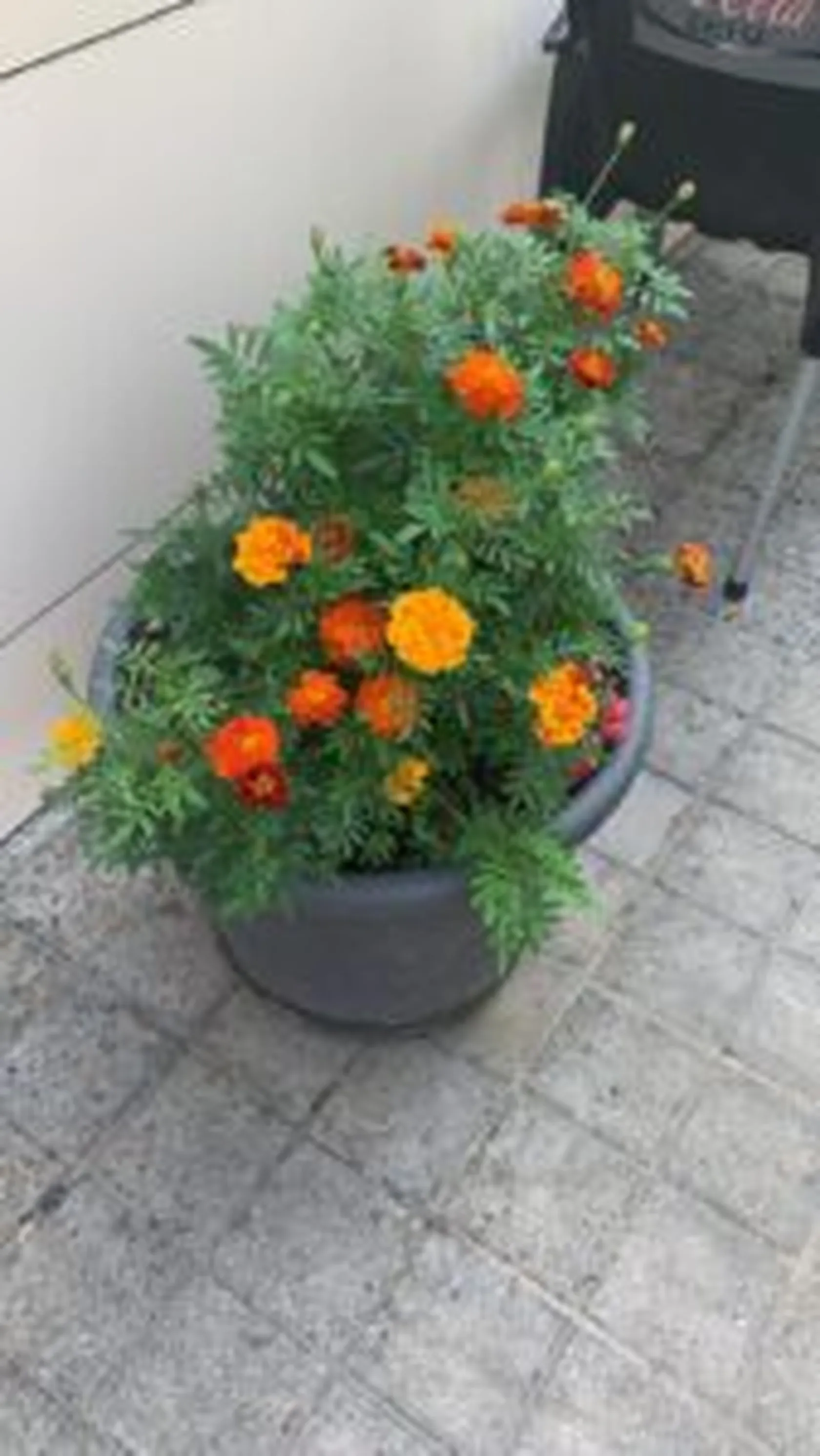 terrazaa3-169x300.jpg