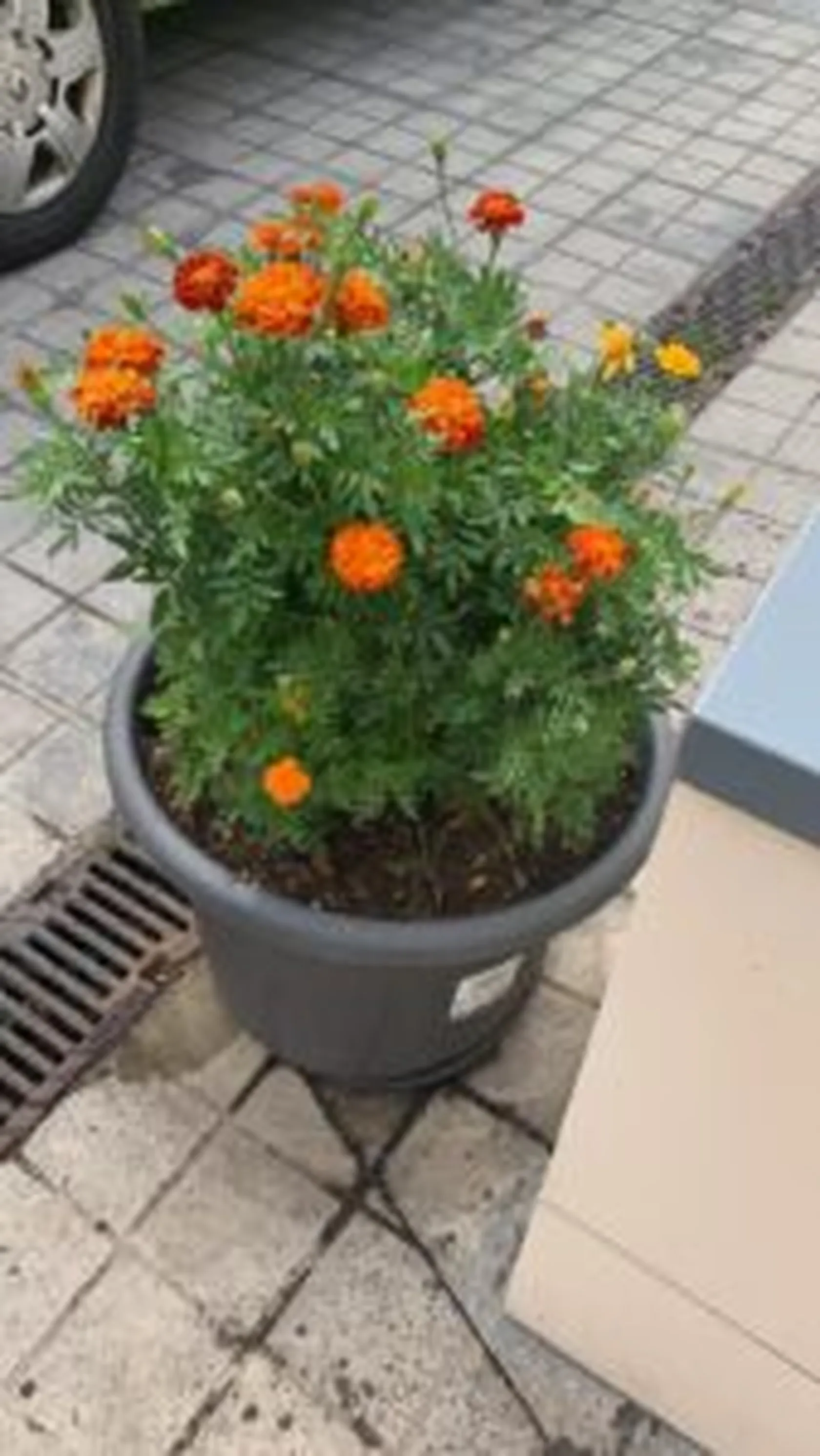 terrazaa2-169x300.jpg