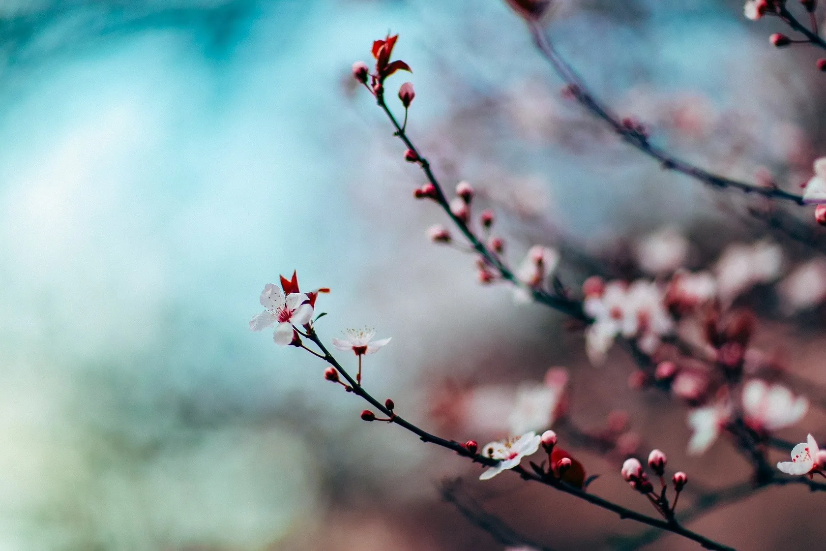 cherry-blossom-1209577_1920.jpg