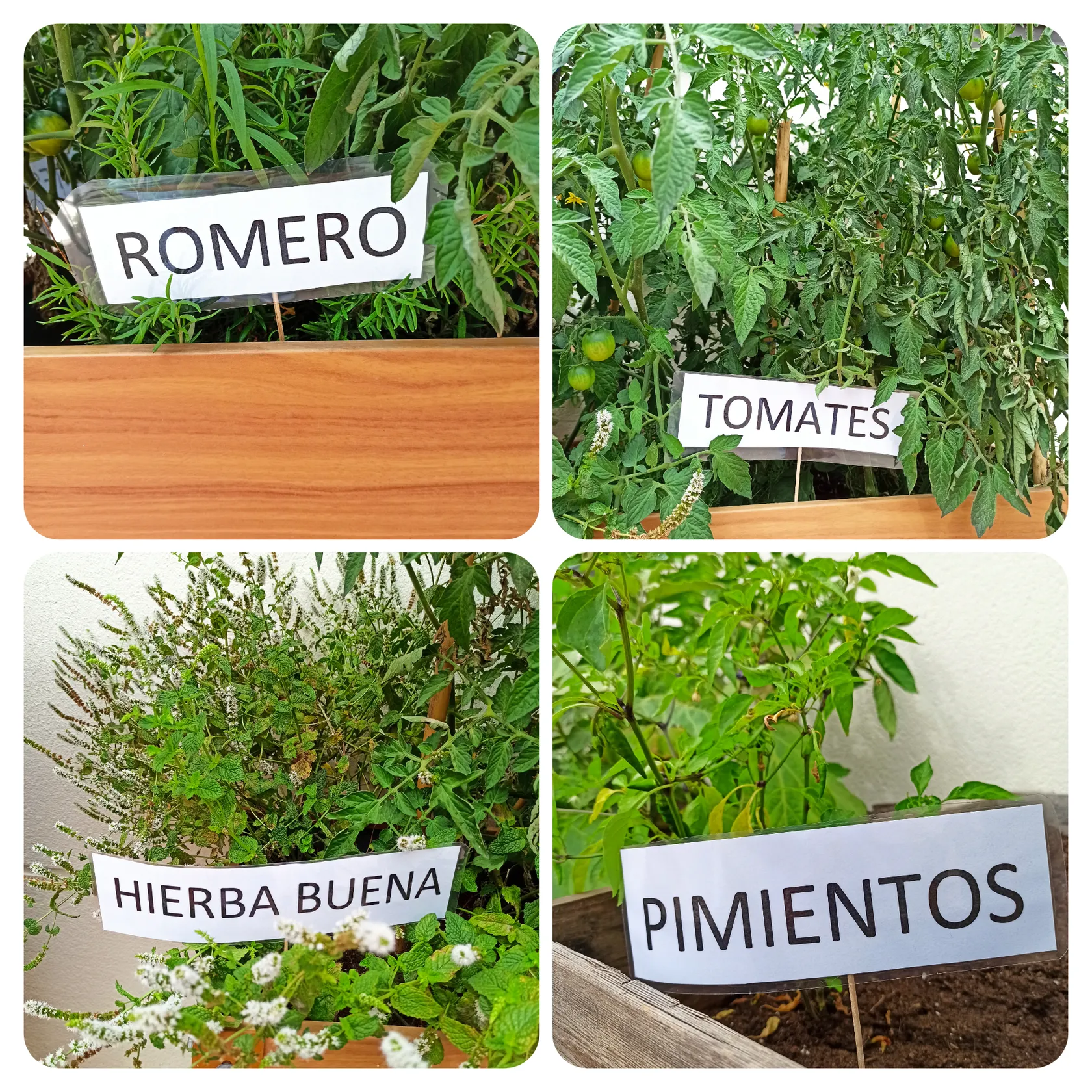huerto-collage.jpg