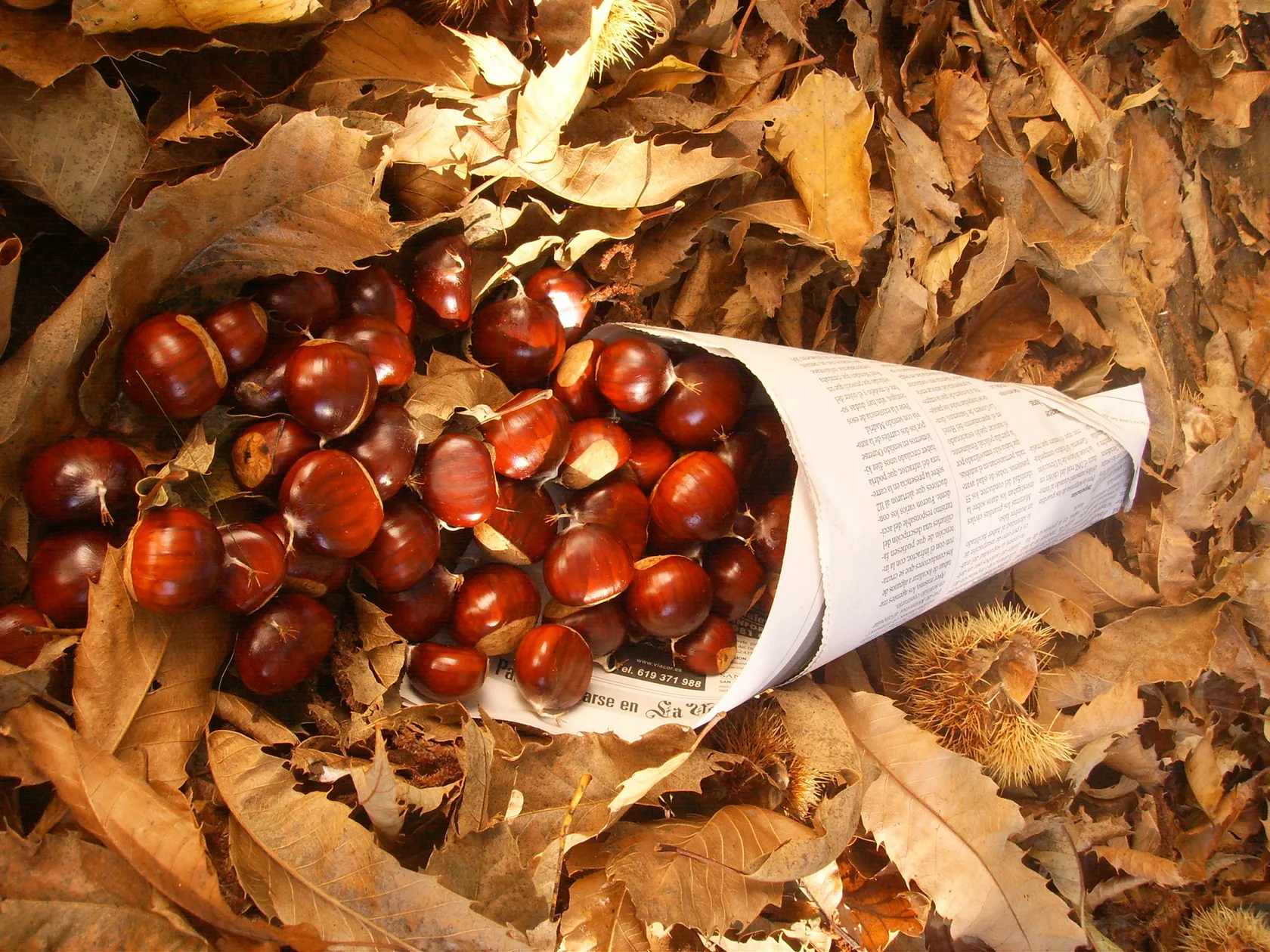 Cucurucho_de_castanhas_Galicia1.jpg