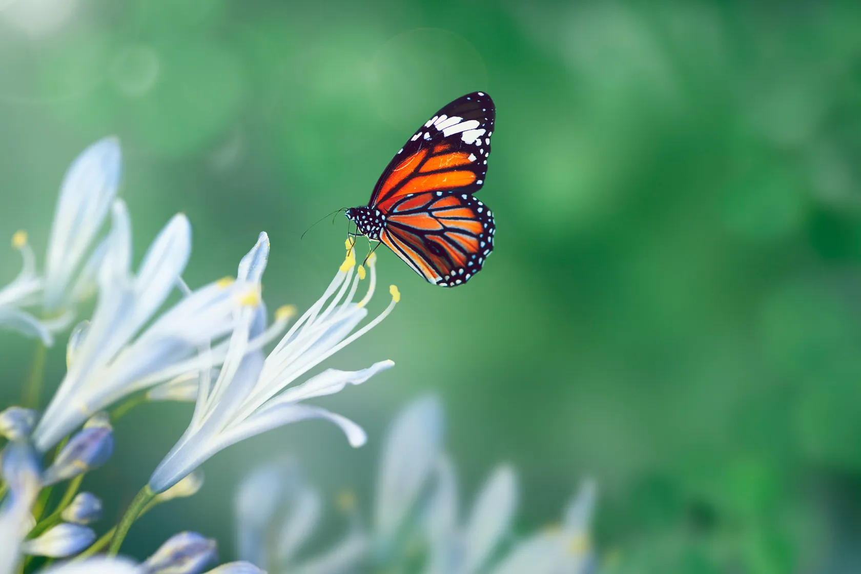 butterfly-in-the-wild.jpg