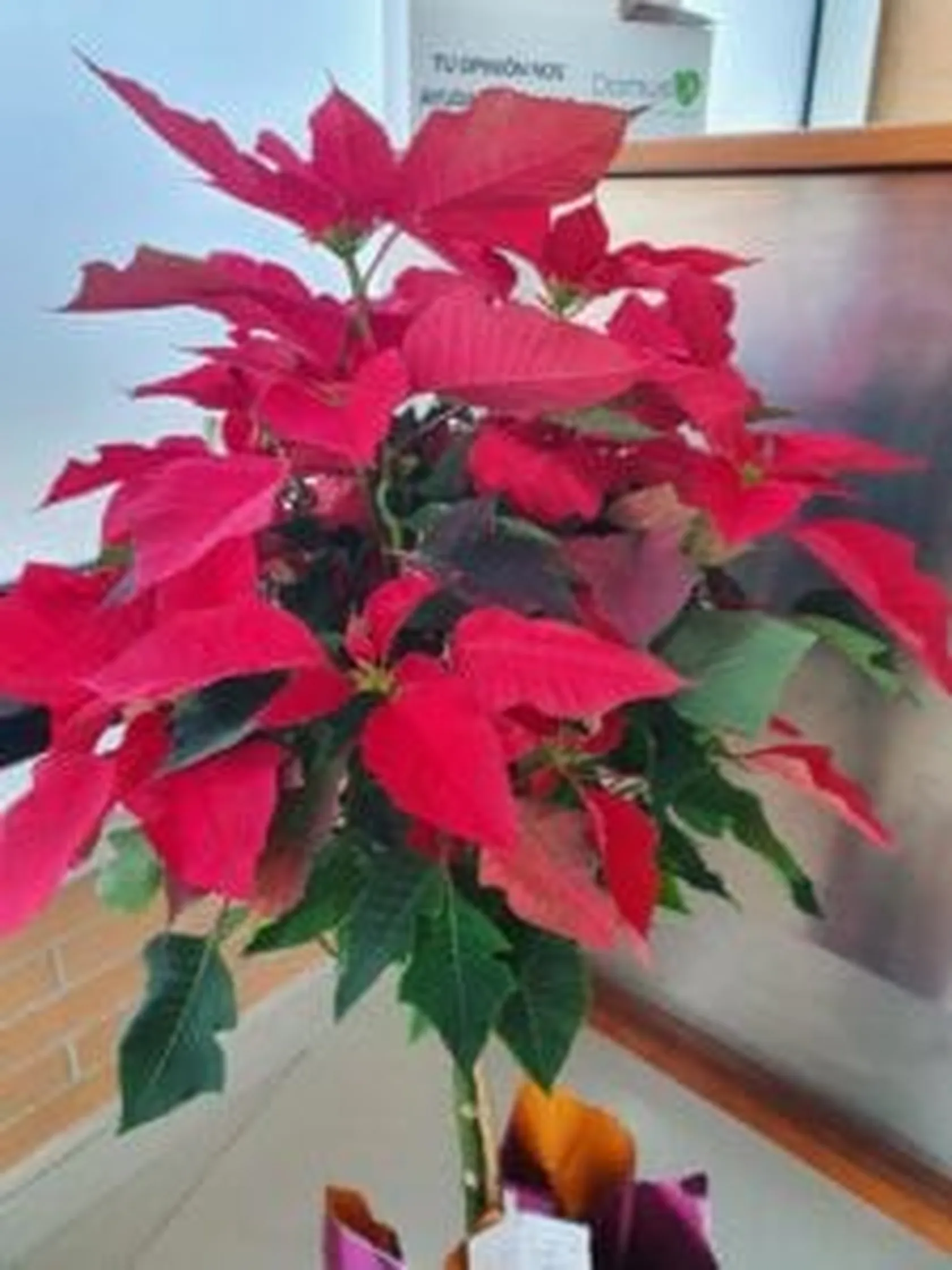 20201204_152231-2-225x300.jpg