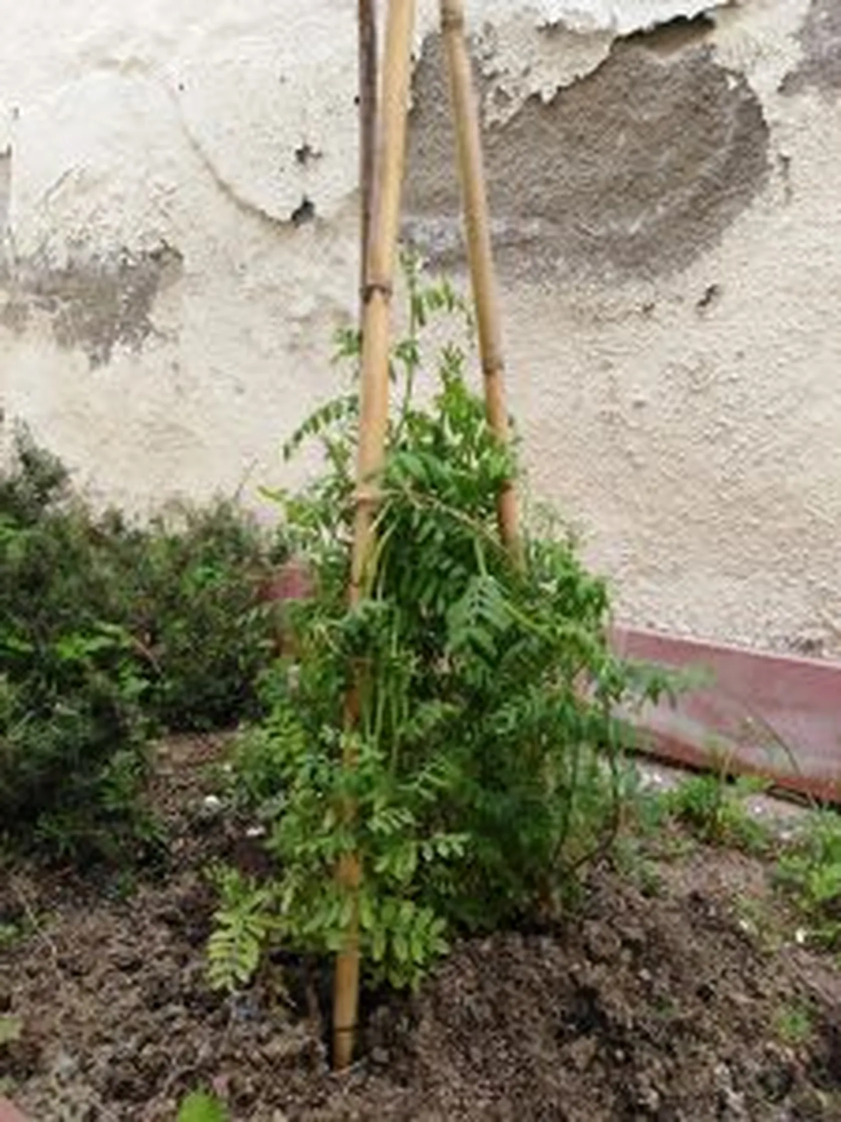 IMG_20190418_131417-225x300.jpg