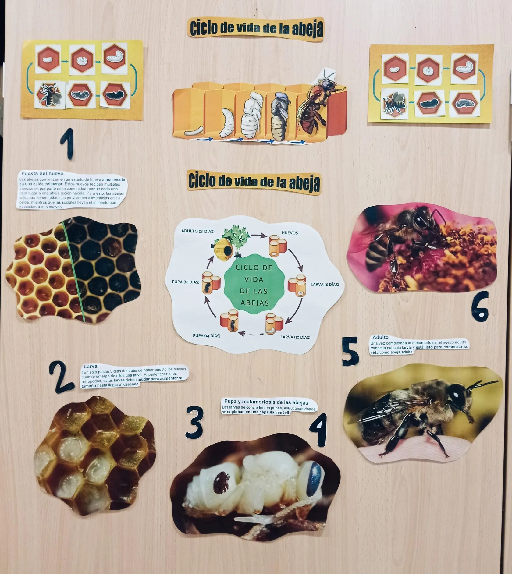 ciclo-de-vida-de-las-abejas-2-min-scaled.jpg