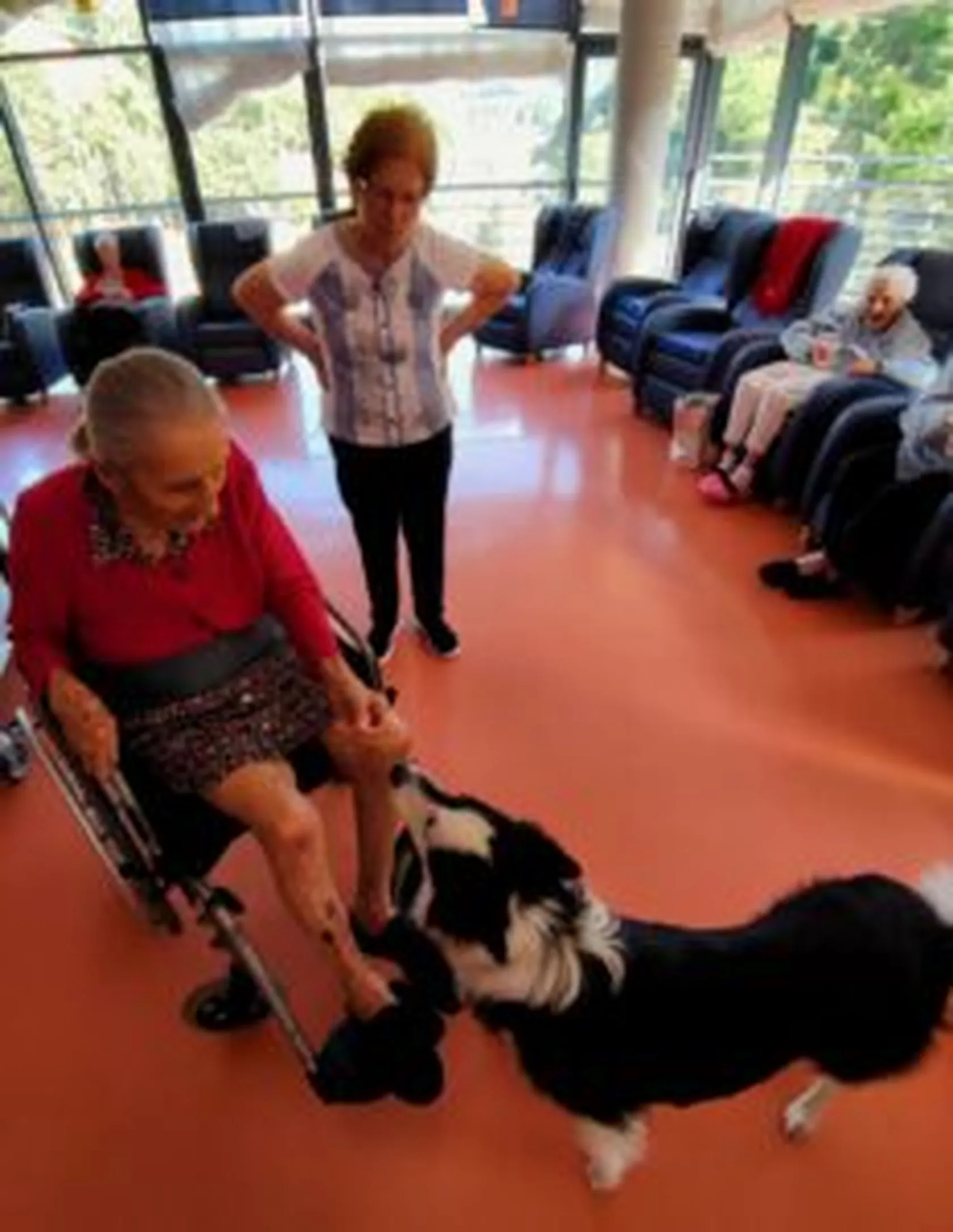 terapia-perro21-232x300.jpg