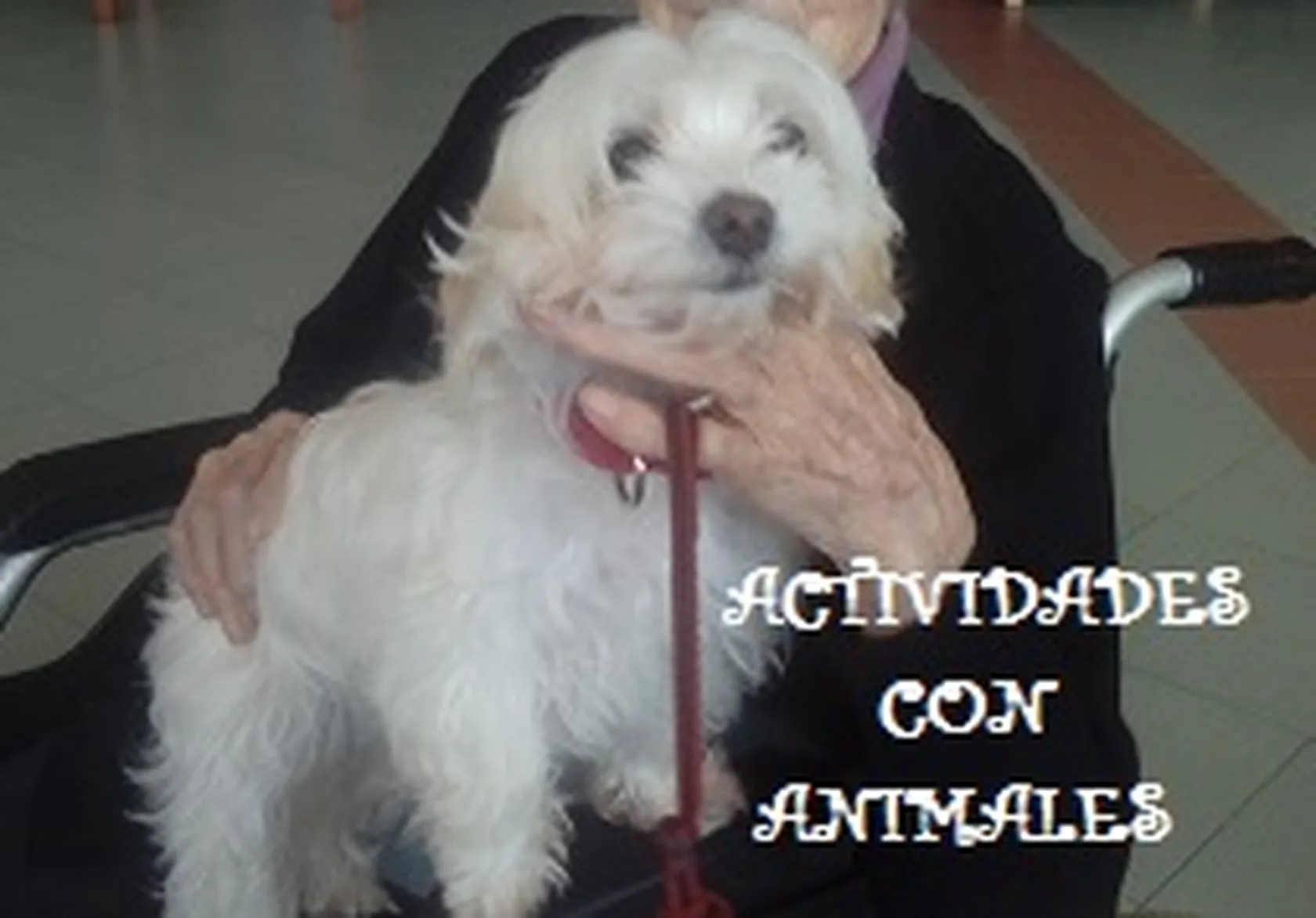 Actividades-Con-AnimalesDomusViLugo.C.jpg