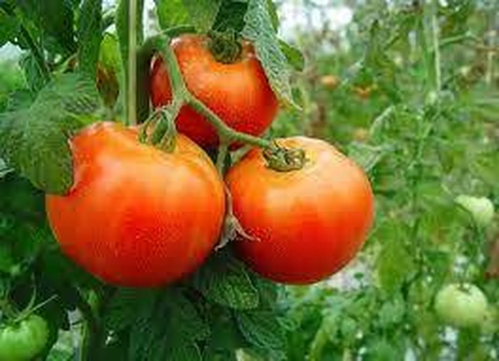 tomates.jpg