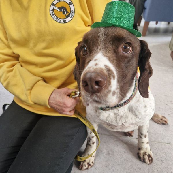 Dog Therapy, Annabeg Nursing Home, Ballybrack, Dublin
