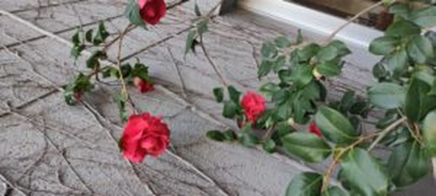 gardenias2-zalfonada-min-300x135.jpg