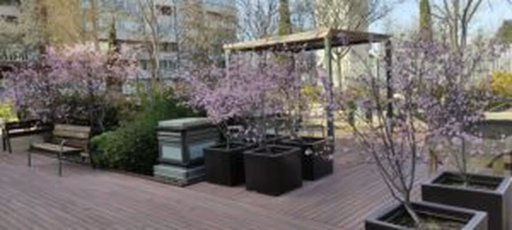 prunoszalfonada-min-300x135.jpg
