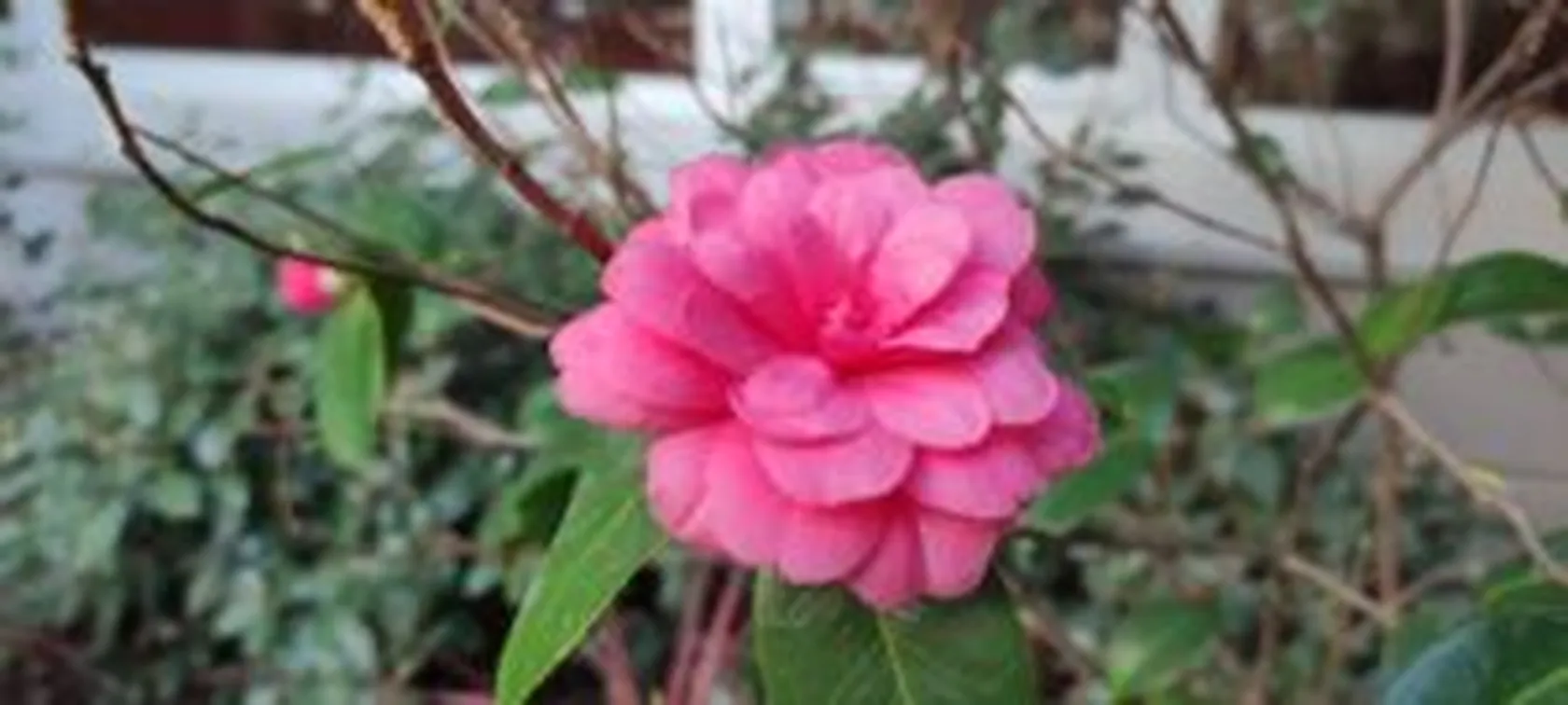 gardenia-rosa-zalfonada-min-300x135.jpg