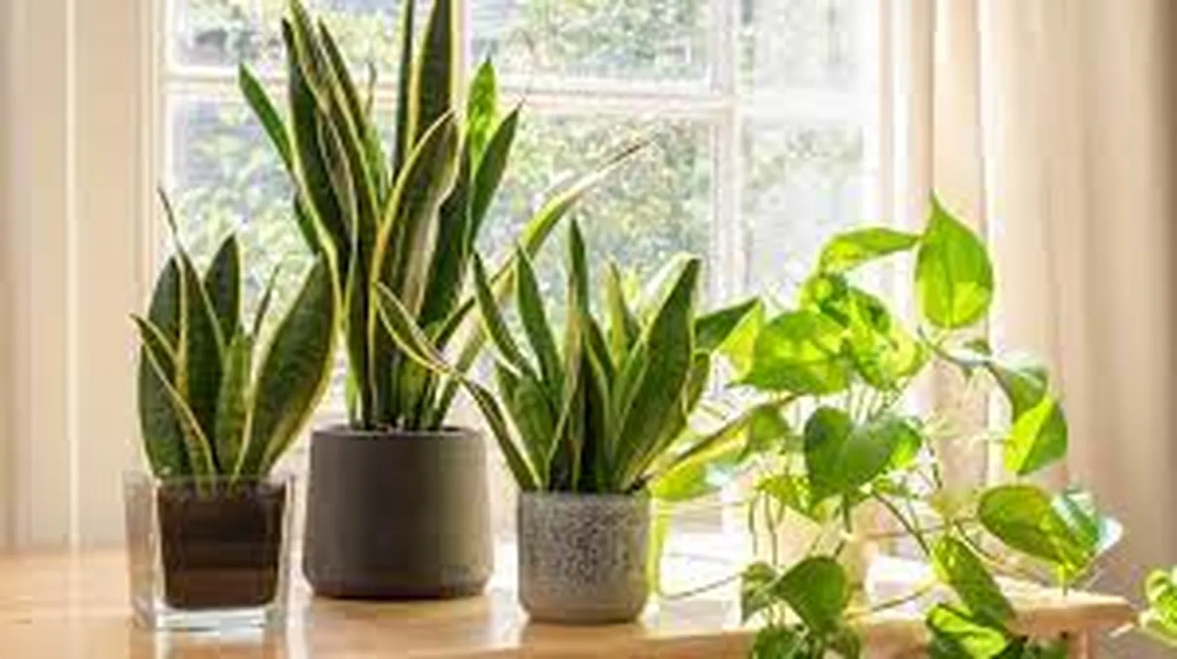 plantas.jpg