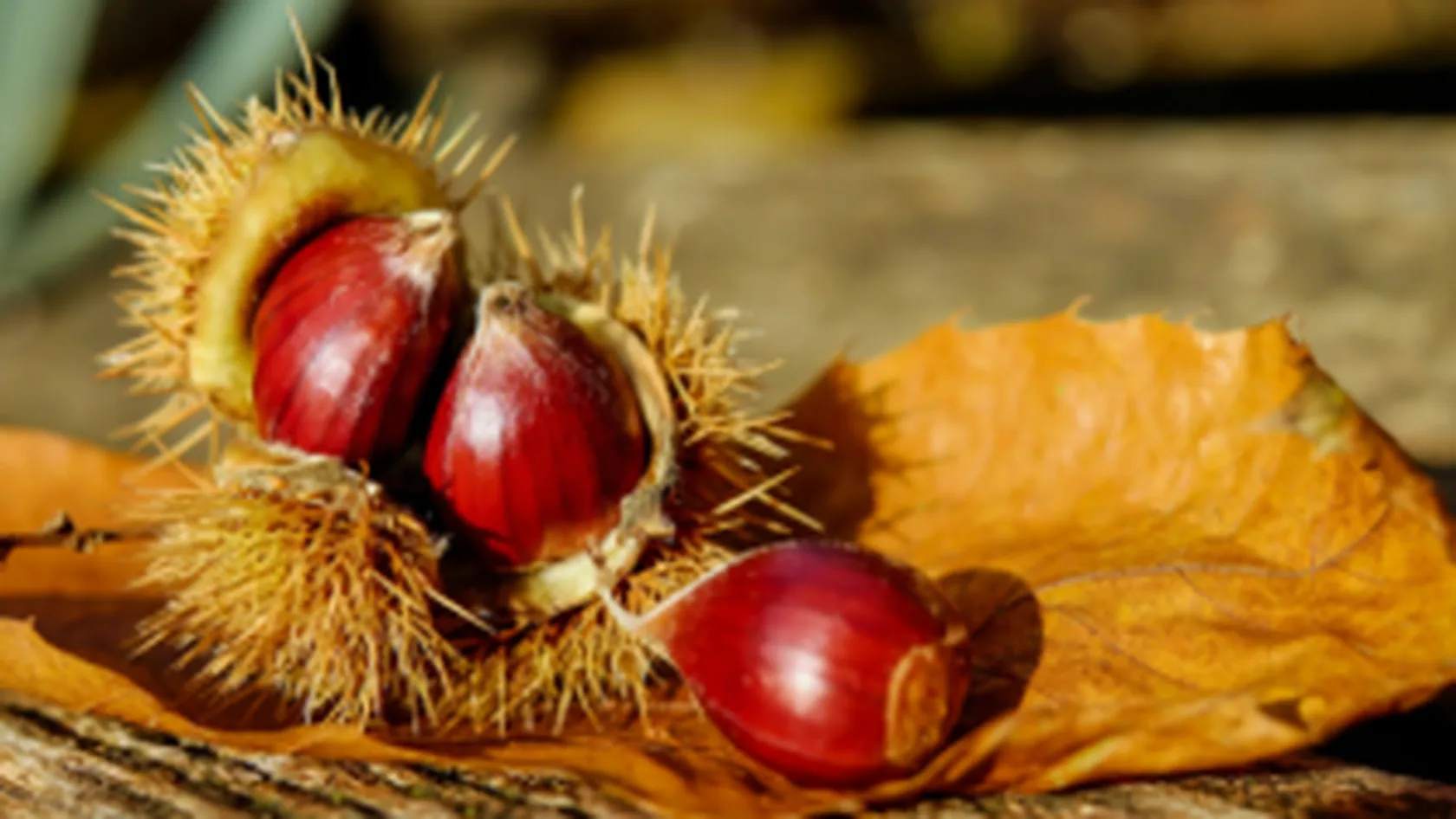 Castaña-DomusVi-Blog-Ribadumia-noviembre-2019-300x169.png