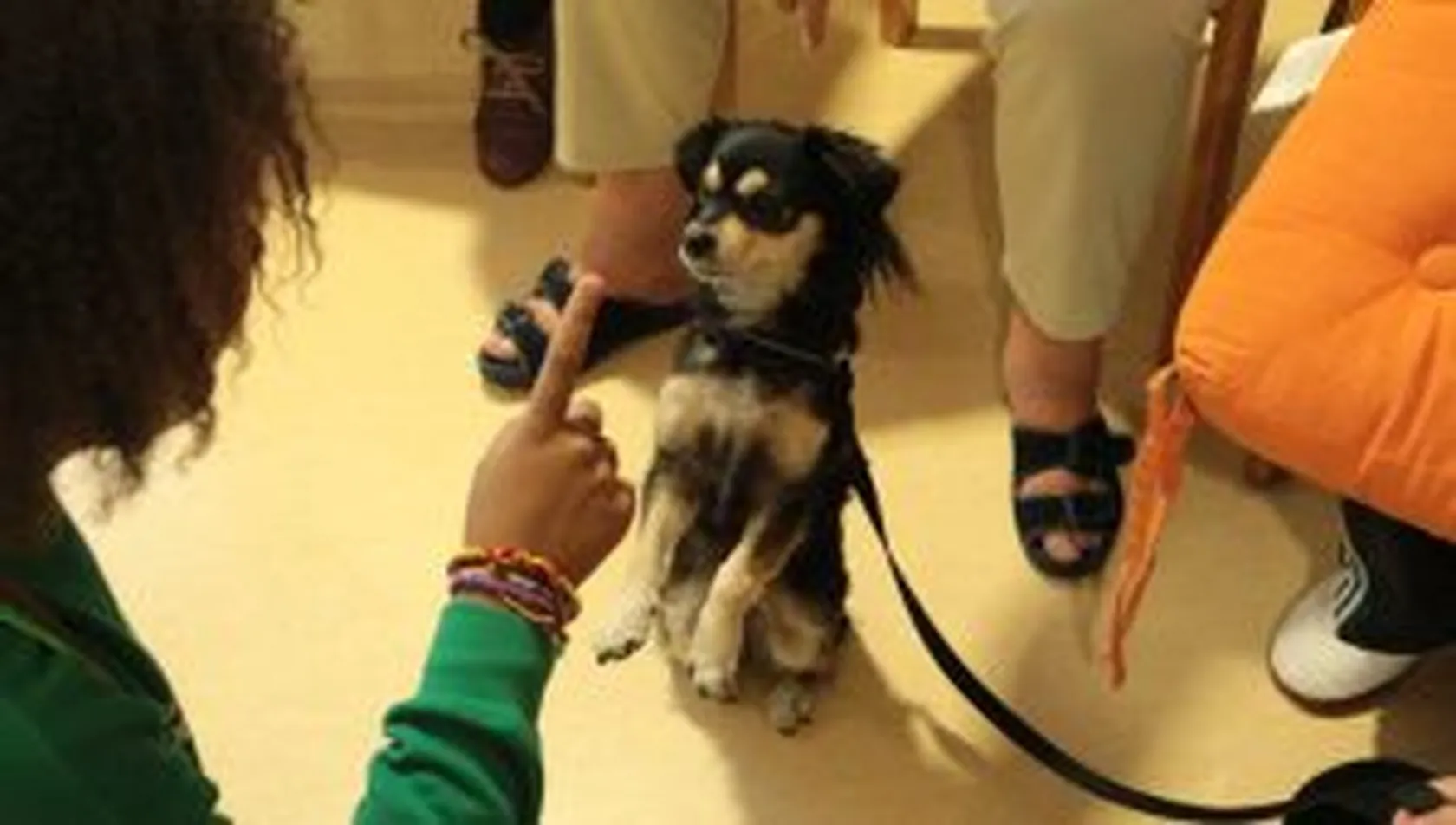 fotos-de-terapia-animales-069-300x170.jpg