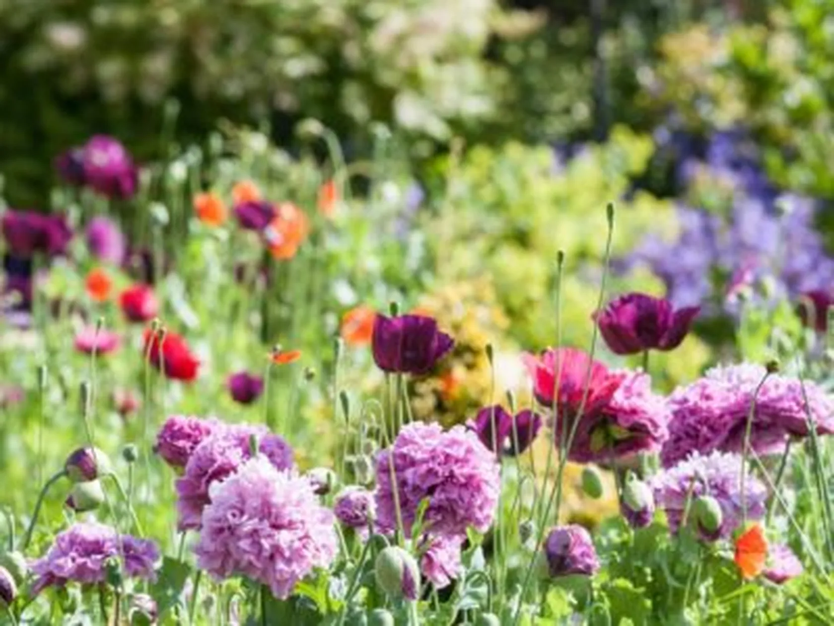 primavera_0-e1616770201129.jpg