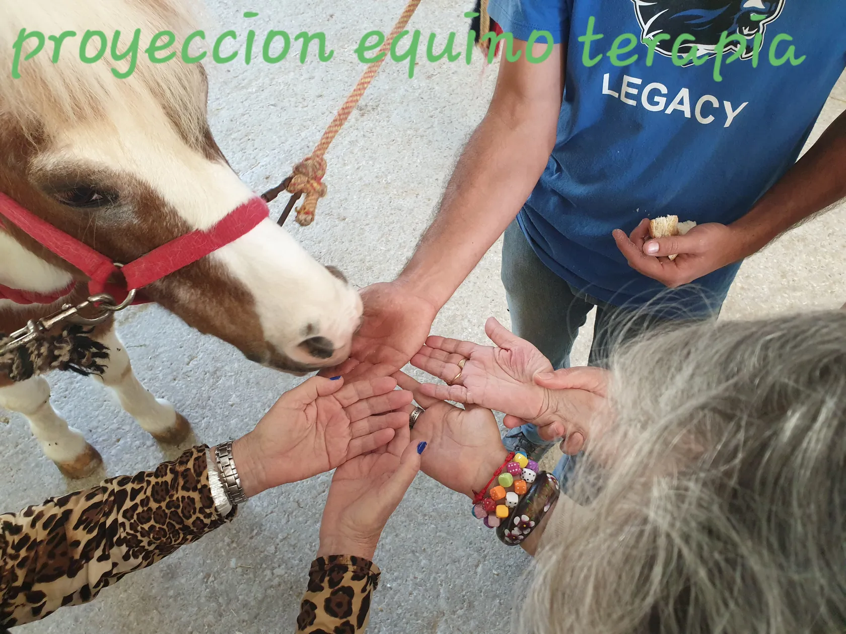 portada-equinoterapia.jpg