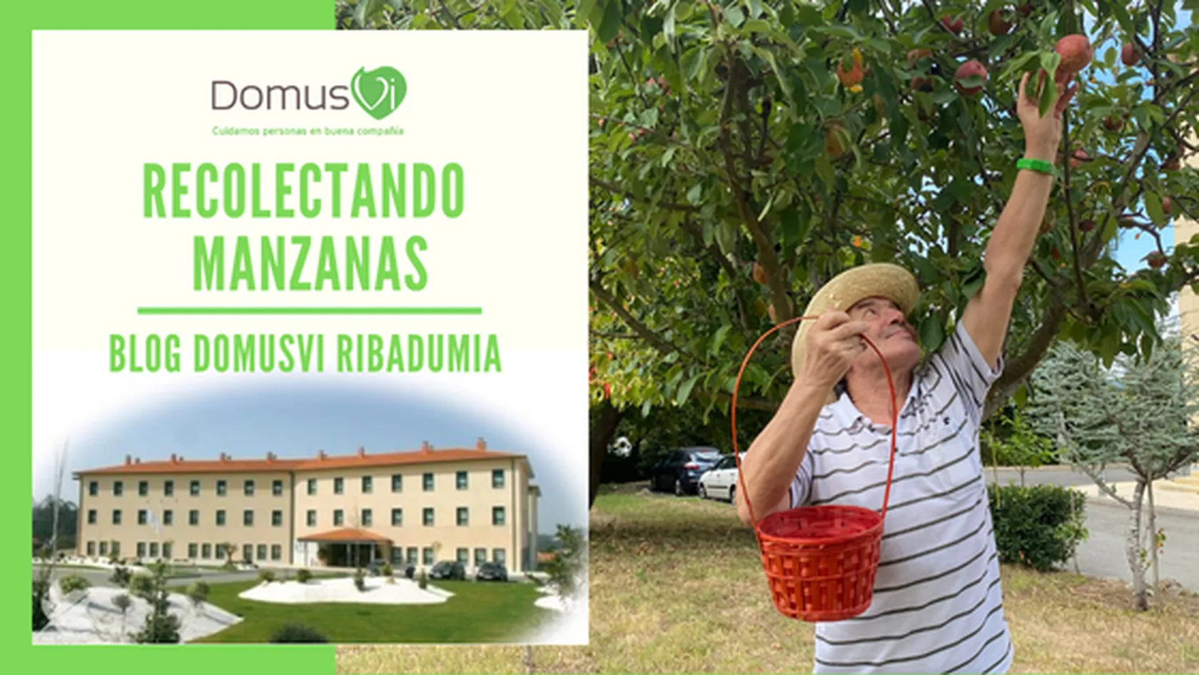 Recolectando-manzanas-DomusVi-Ribadumia.png