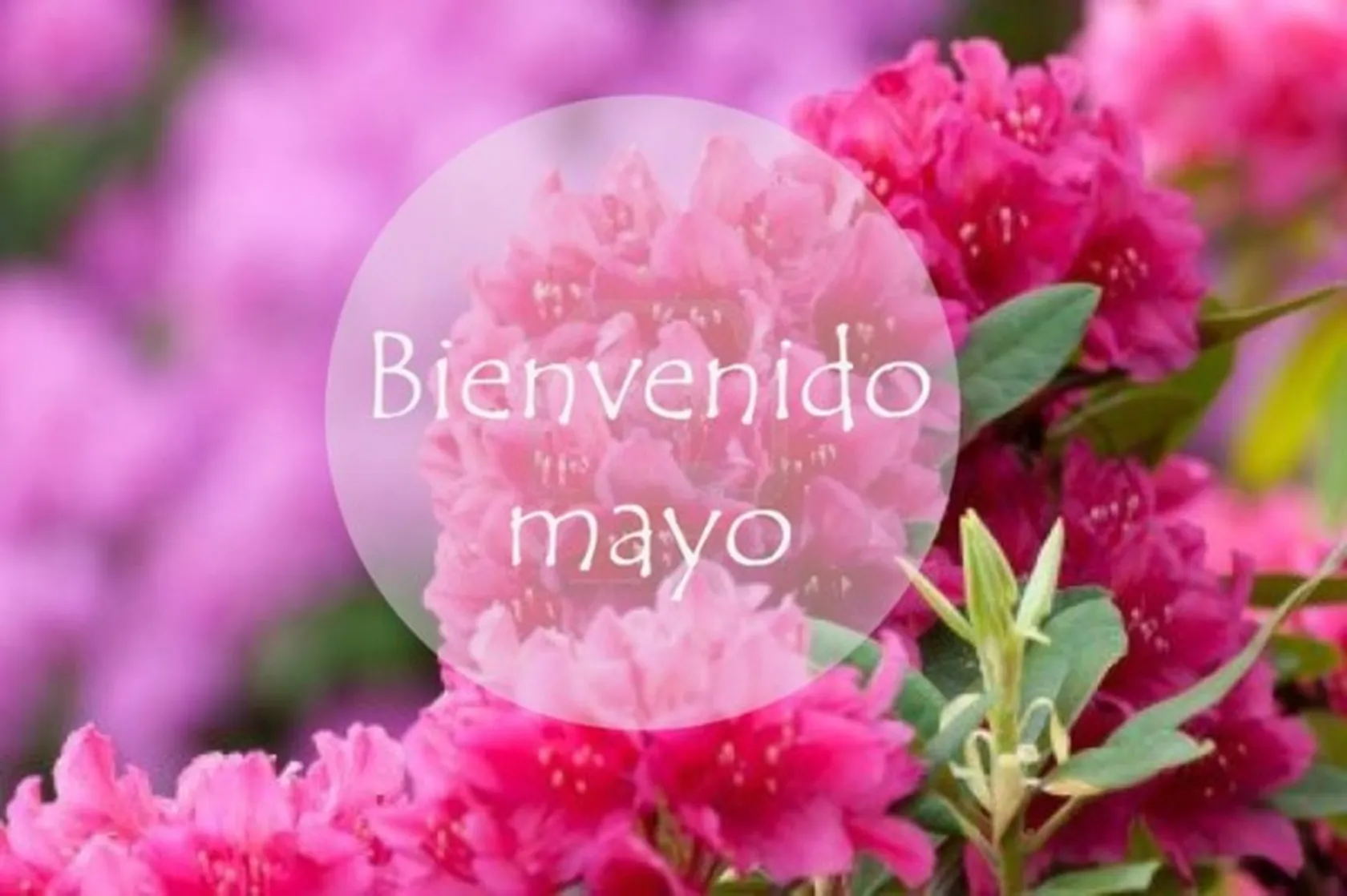 Bienvenido-Mayo-8.jpg