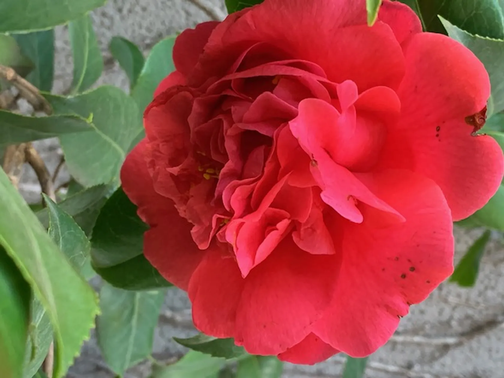 278a9a94-86f2-4d0c-a0b1-c52890be33cf.jpg