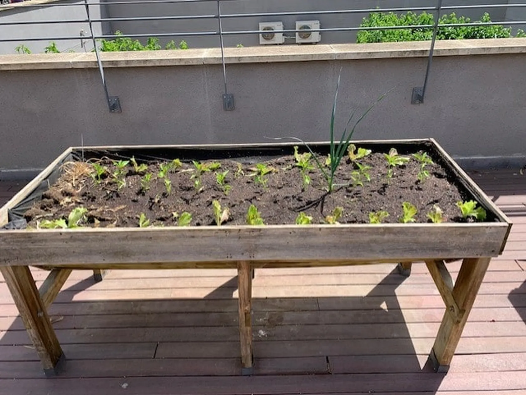 nueva-plantacion-min.jpg