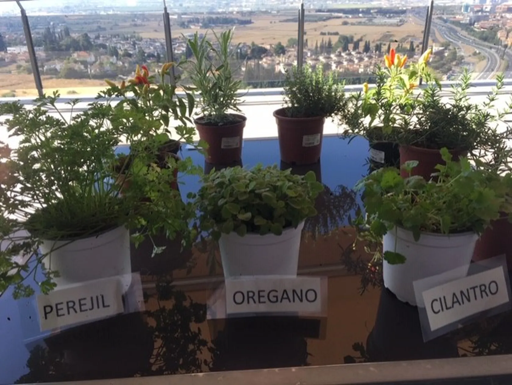 plantas.png