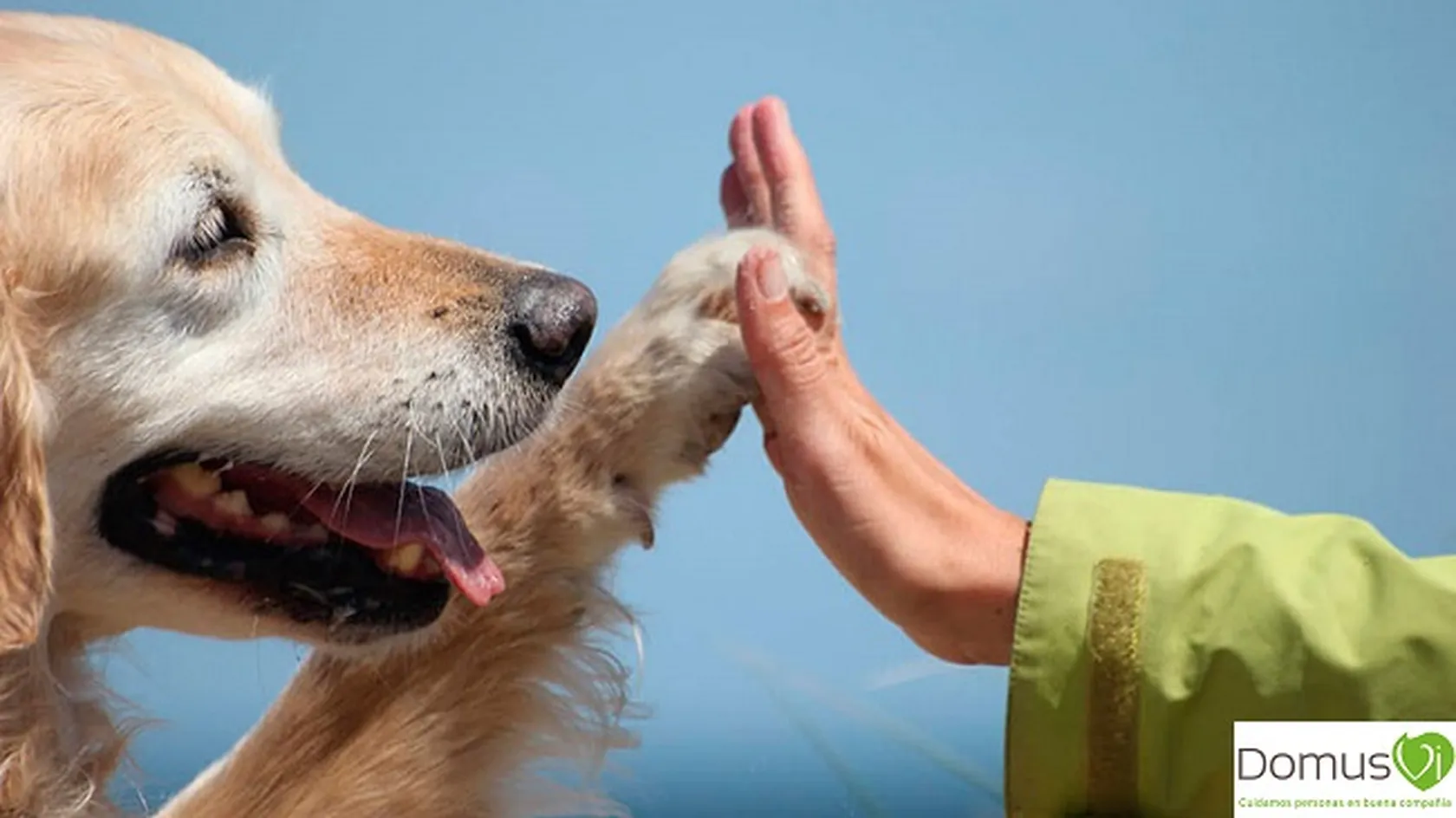 terapia-con-perros.jpg