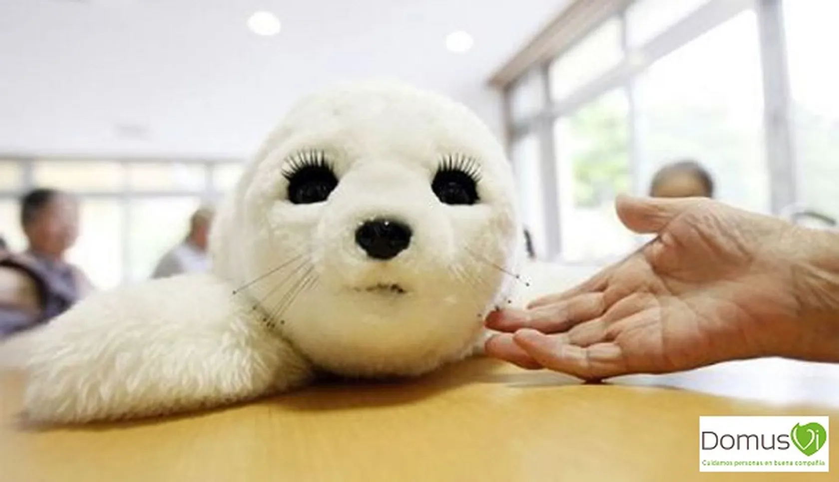 foca-bebe-nuka.jpg