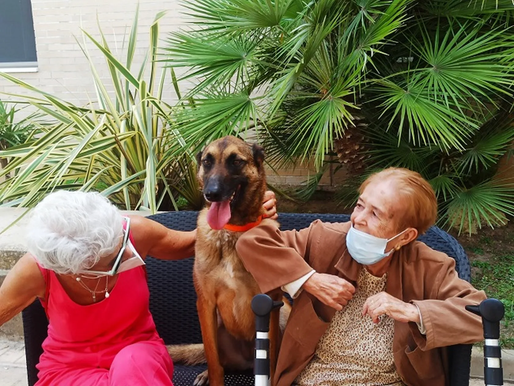 perro15.jpg