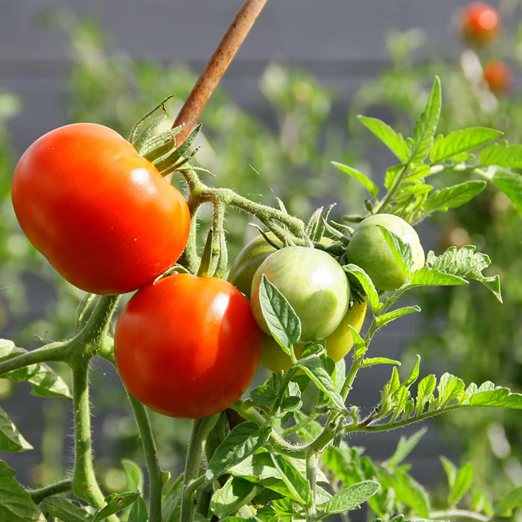 cultivar-plantas-tomateras-m.jpg