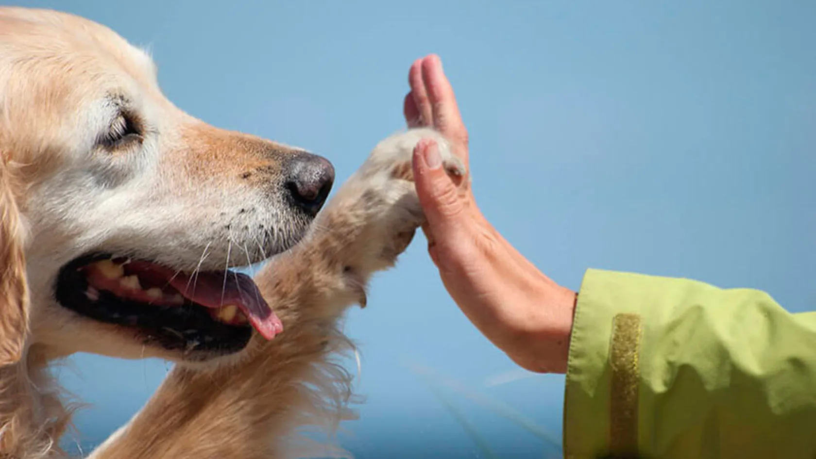 terapia-con-perros.jpg