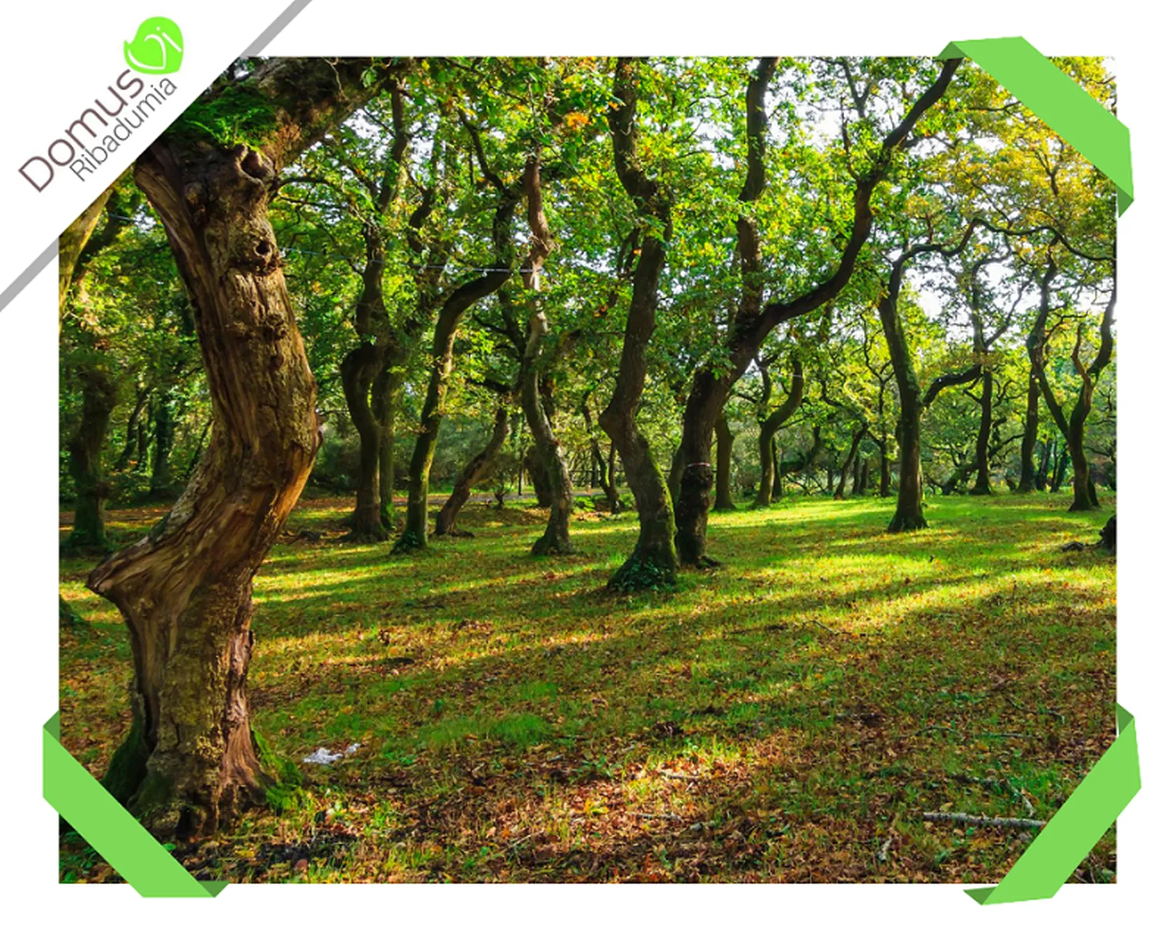 Día-del-árbol-actividad-intergeneracional-DomusVi-Ribadumia-2019-TASOC.png