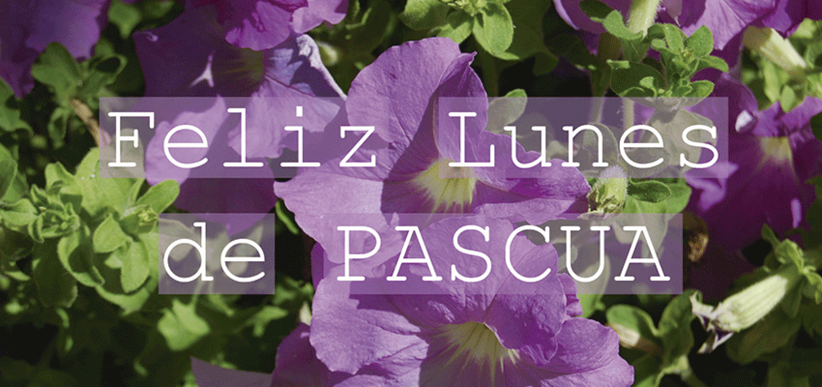PASCUA-EN-DOMUSVI-MONTE-ALTO.gif