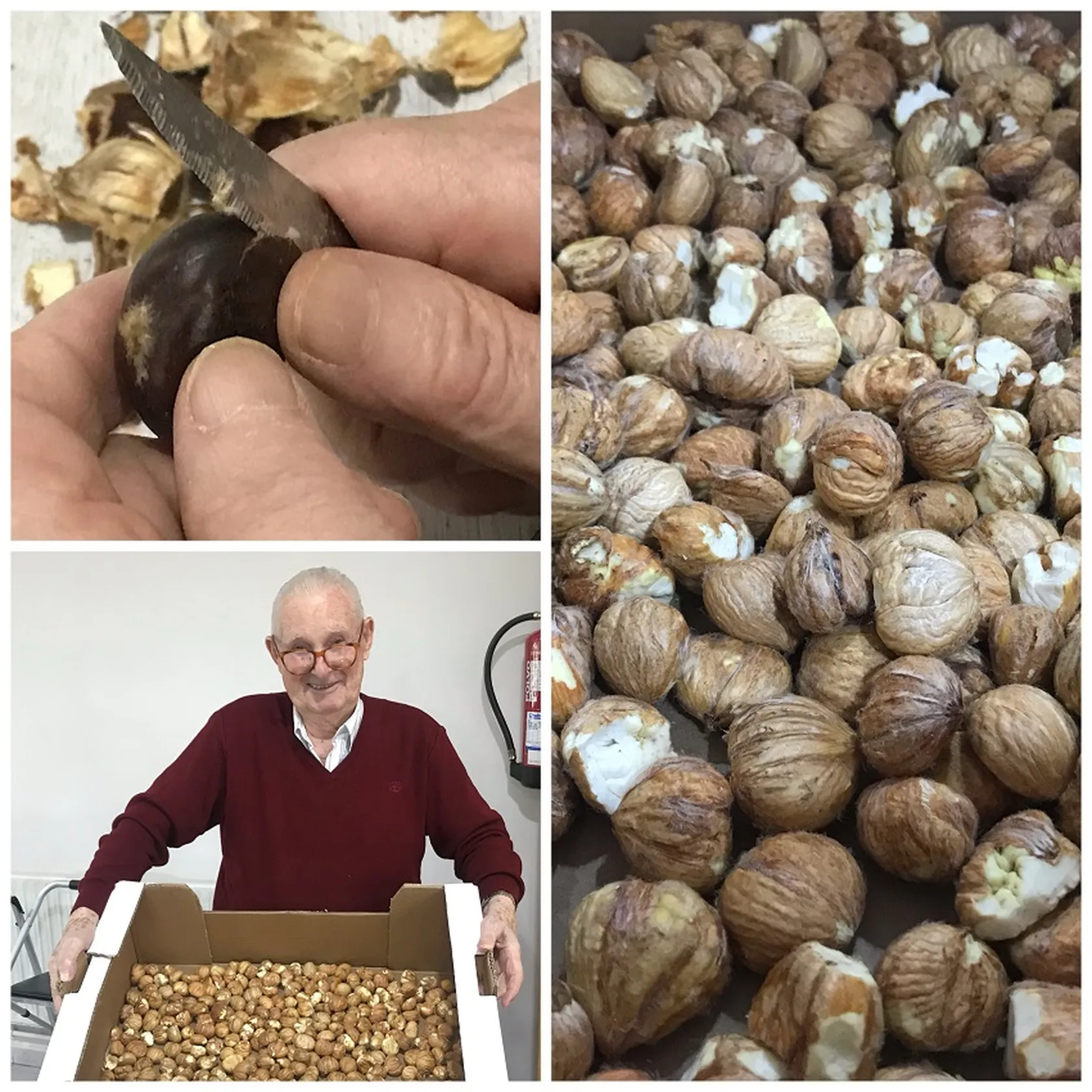 A-castaña-DomusVi-Ribadumia-noviembre-2019-preparativos.jpg